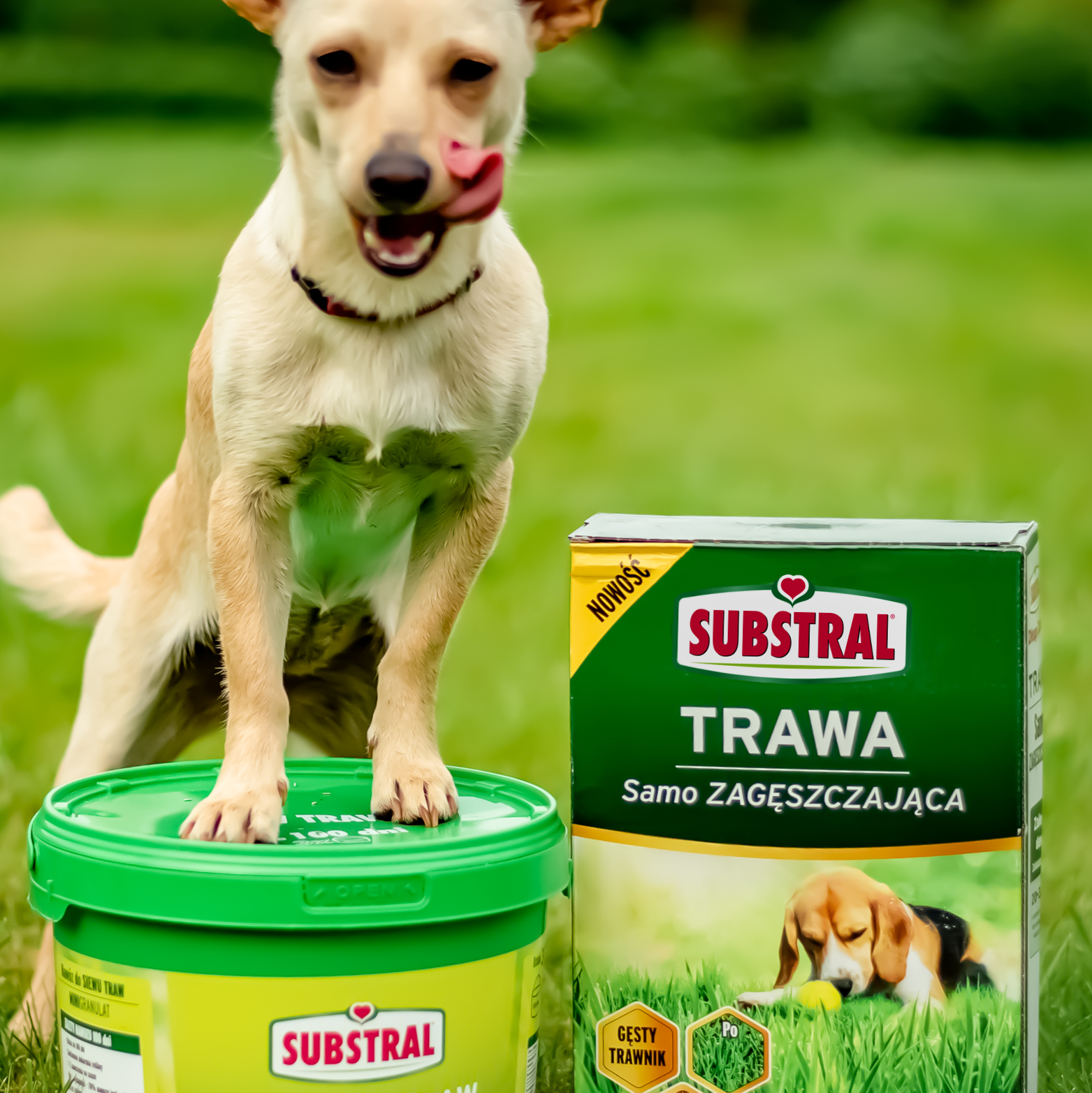 Trawa Samo Zagęszczająca
