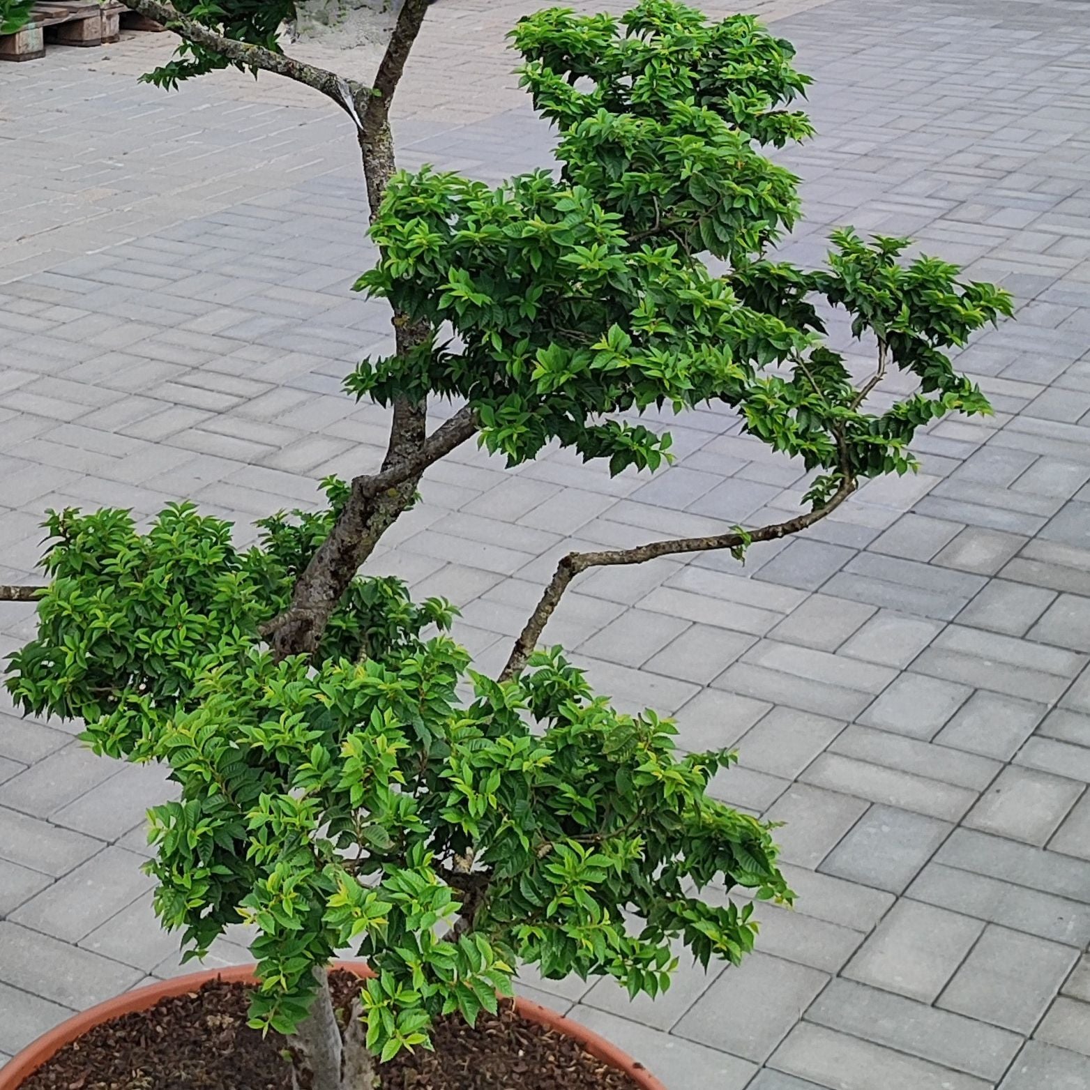 ULMUS MINOR 'JACQUELINE HILLIER' BONSAI Wiąz polny