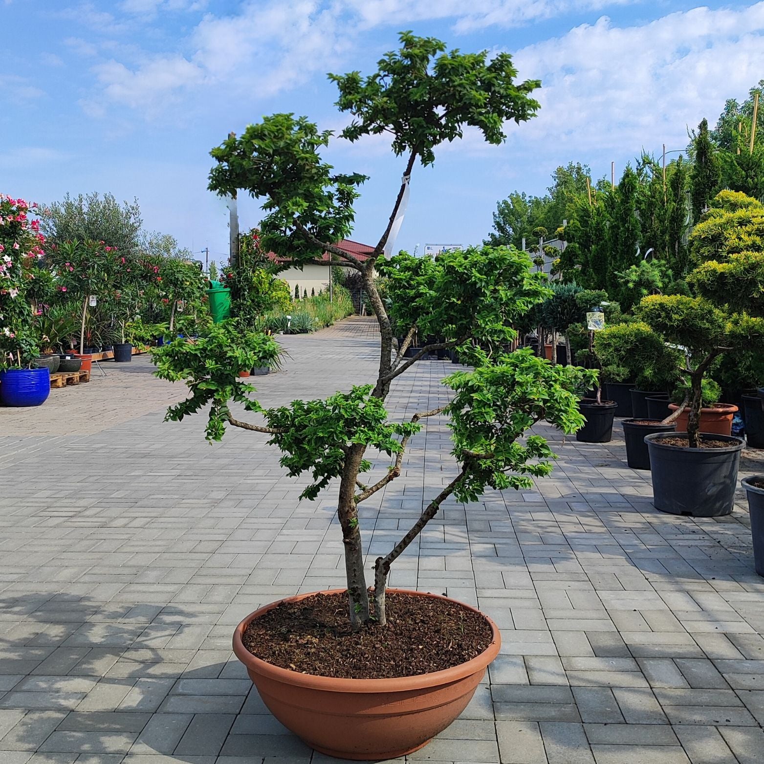 ULMUS MINOR 'JACQUELINE HILLIER' BONSAI Wiąz polny