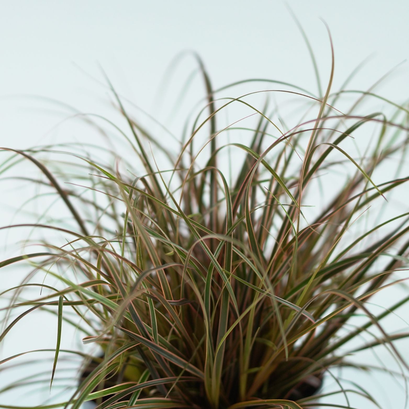 UNCINIA RUBRA 'Everflame' Uncinia czerwona