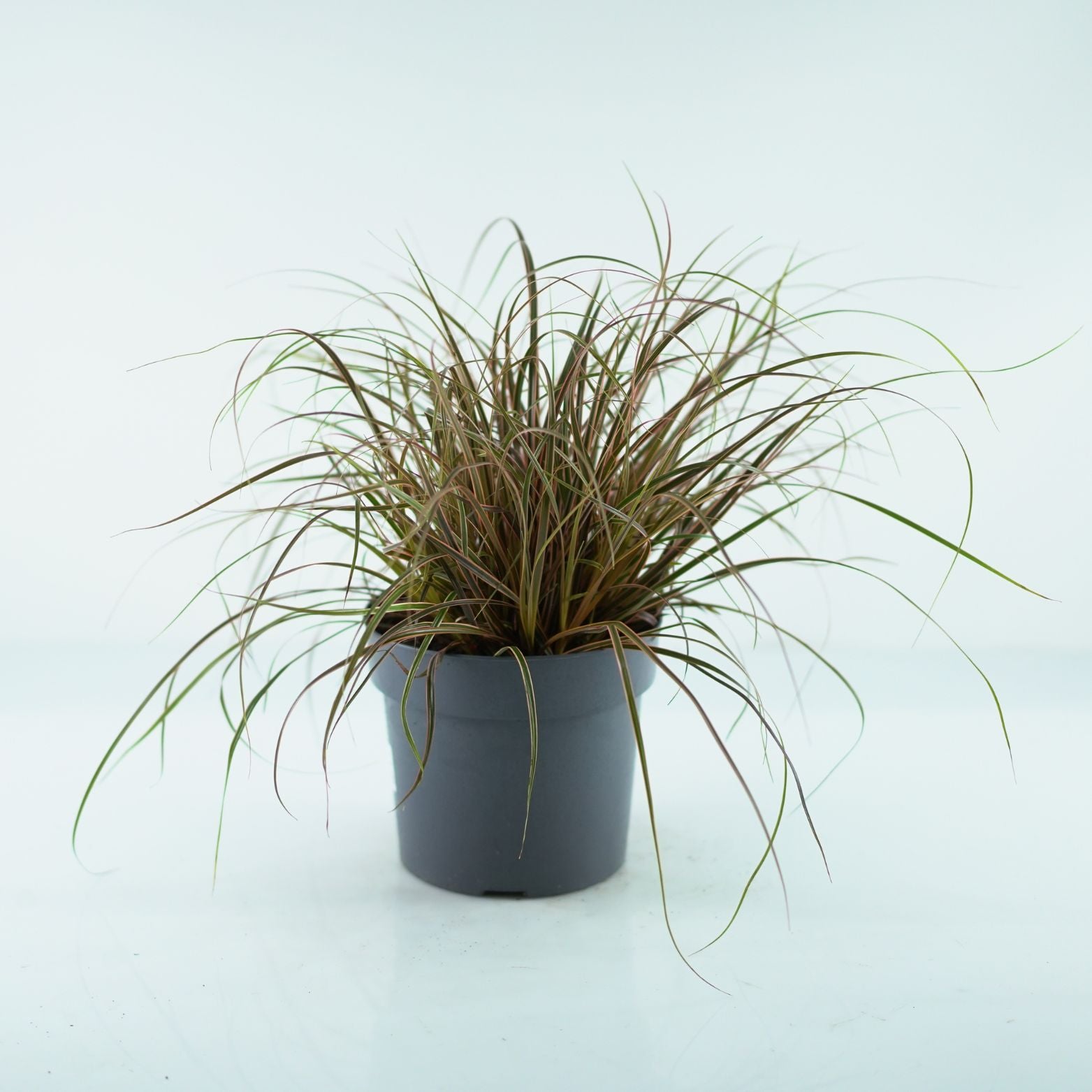 UNCINIA RUBRA 'Everflame' Uncinia czerwona