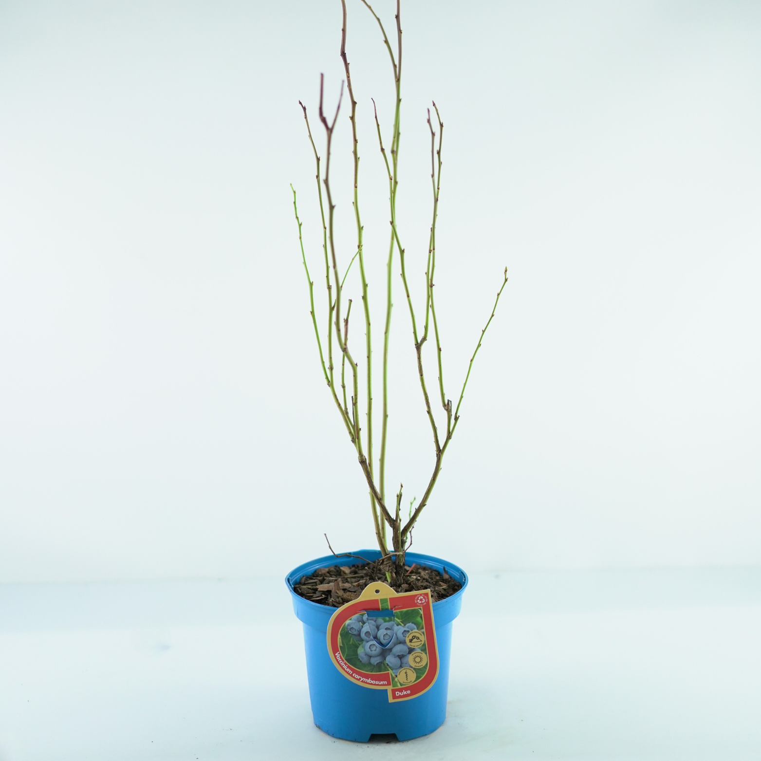 VACCINIUM CORYMBOSUM 'DUKE' Borówka amerykańska