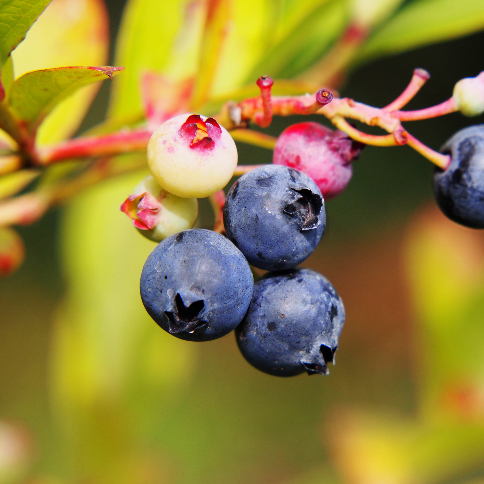VACCINIUM CORYMBOSUM 'DUKE' Borówka amerykańska