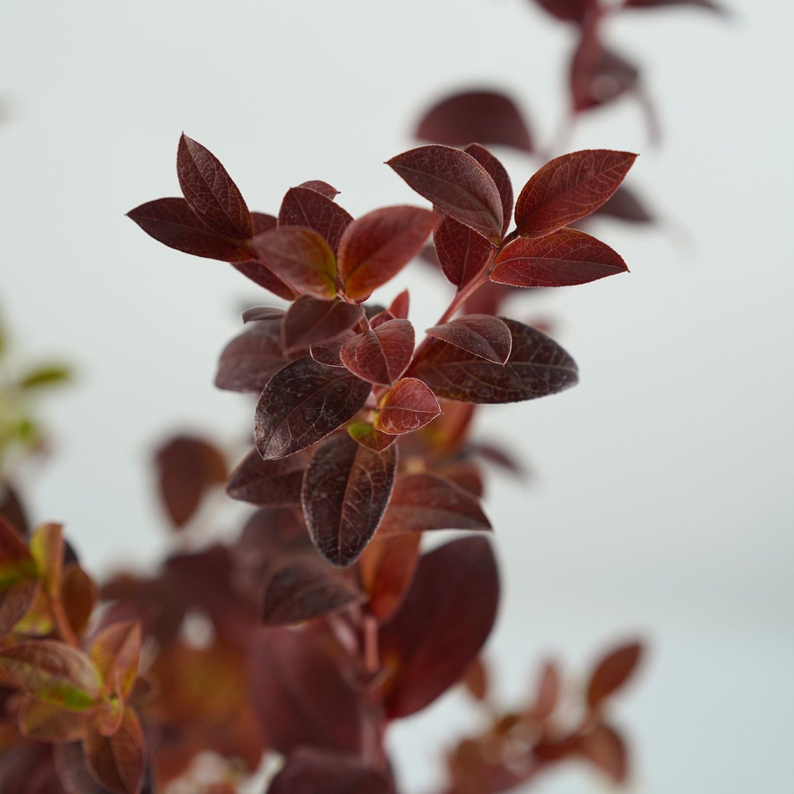 VACCINIUM CORYMBOSUM 'AINO' Borówka amerykańska