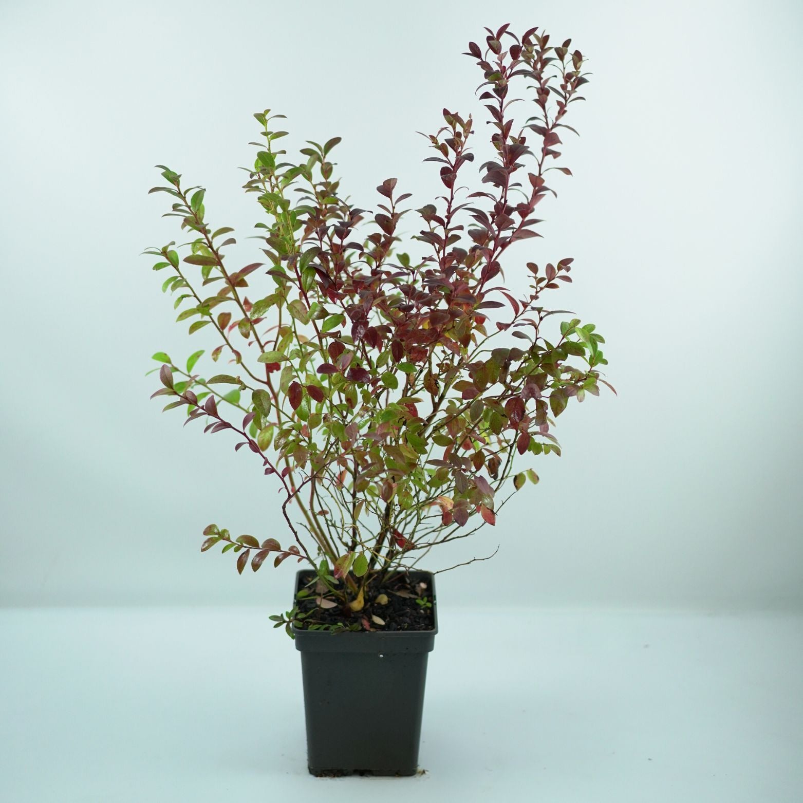 VACCINIUM CORYMBOSUM 'AINO' Borówka amerykańska