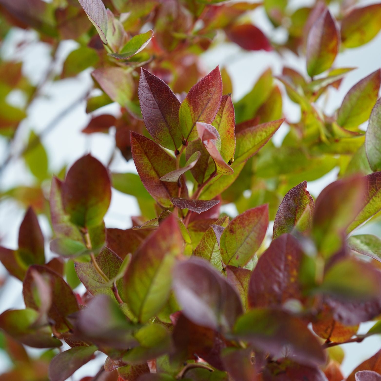 VACCINIUM CORYMBOSUM 'BRIGITTA' Borówka amerykańska