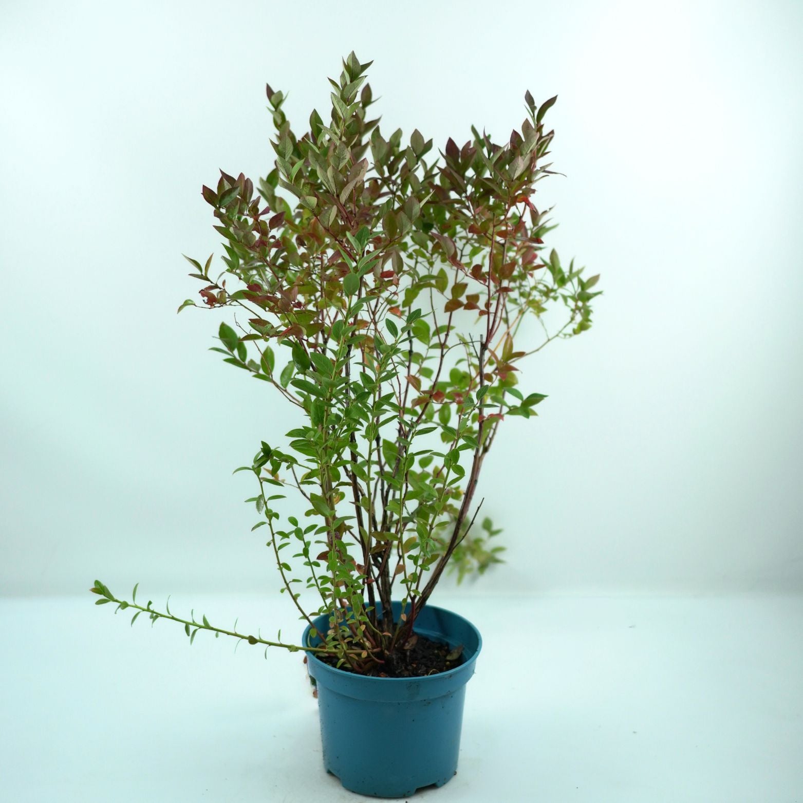 VACCINIUM CORYMBOSUM 'BRIGITTA' Borówka amerykańska