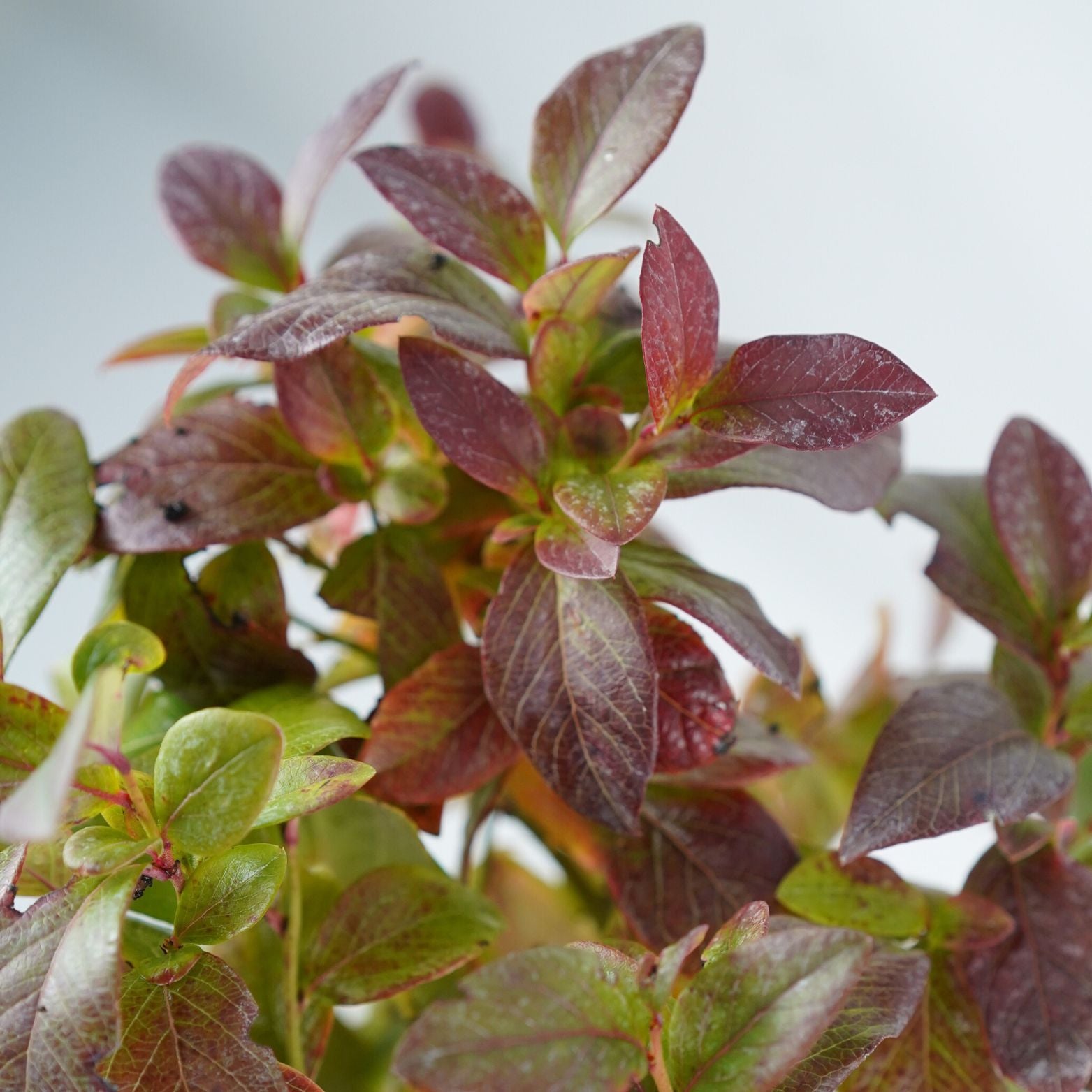 VACCINIUM CORYMBOSUM 'HURON' Borówka amerykańska