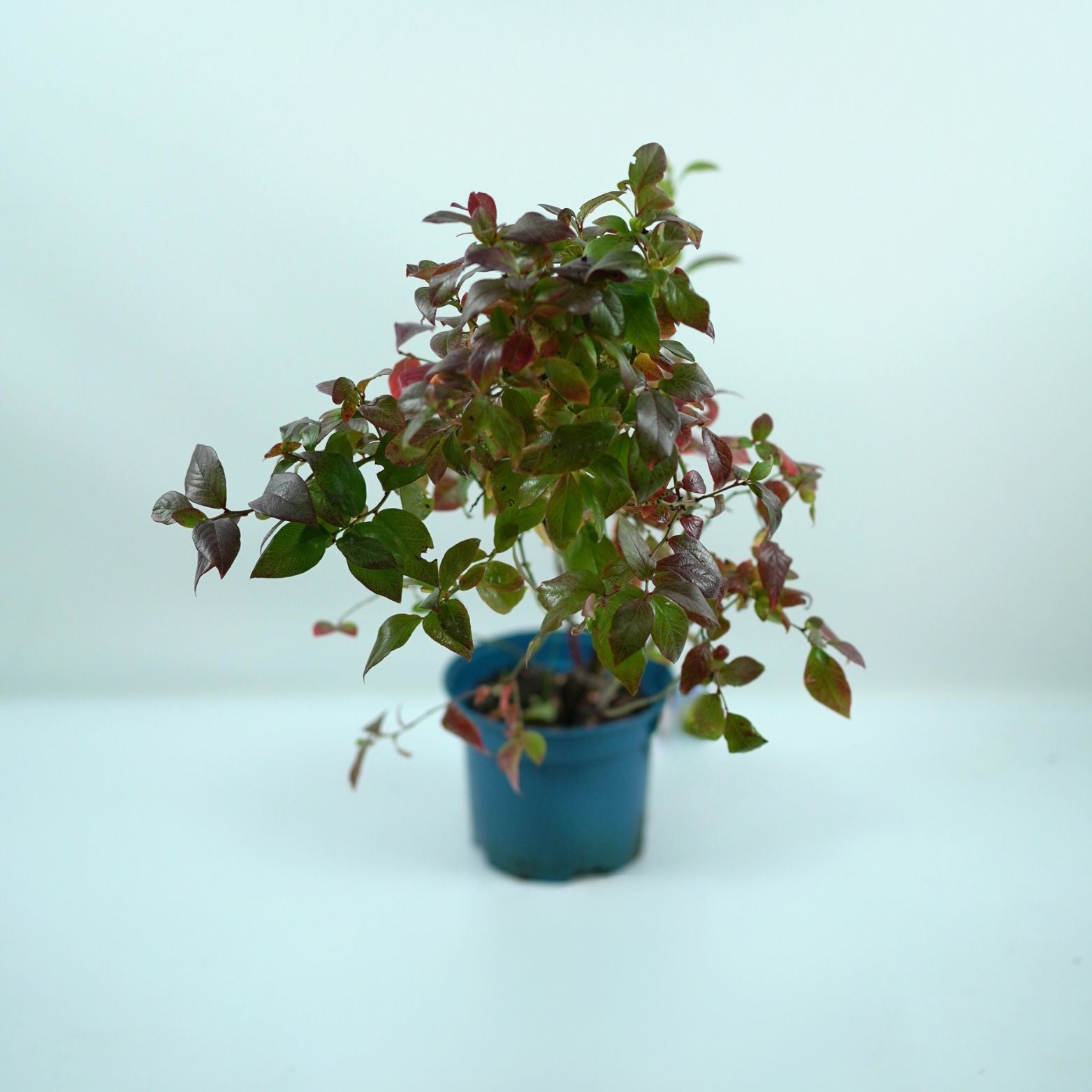 VACCINIUM CORYMBOSUM 'HURON' Borówka amerykańska