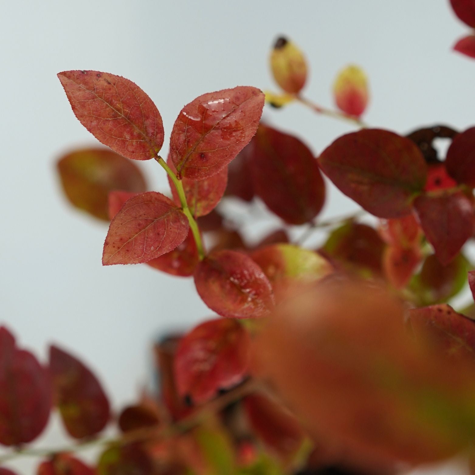 VACCINIUM CORYMBOSUM 'NORTHLAND' Borówka amerykańska