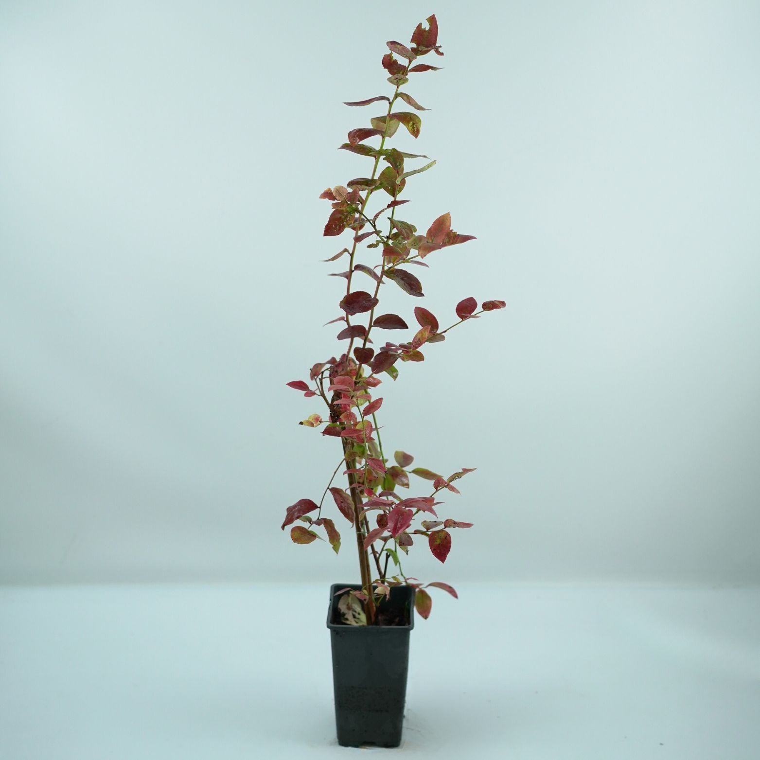 VACCINIUM CORYMBOSUM 'NORTHLAND' Borówka amerykańska