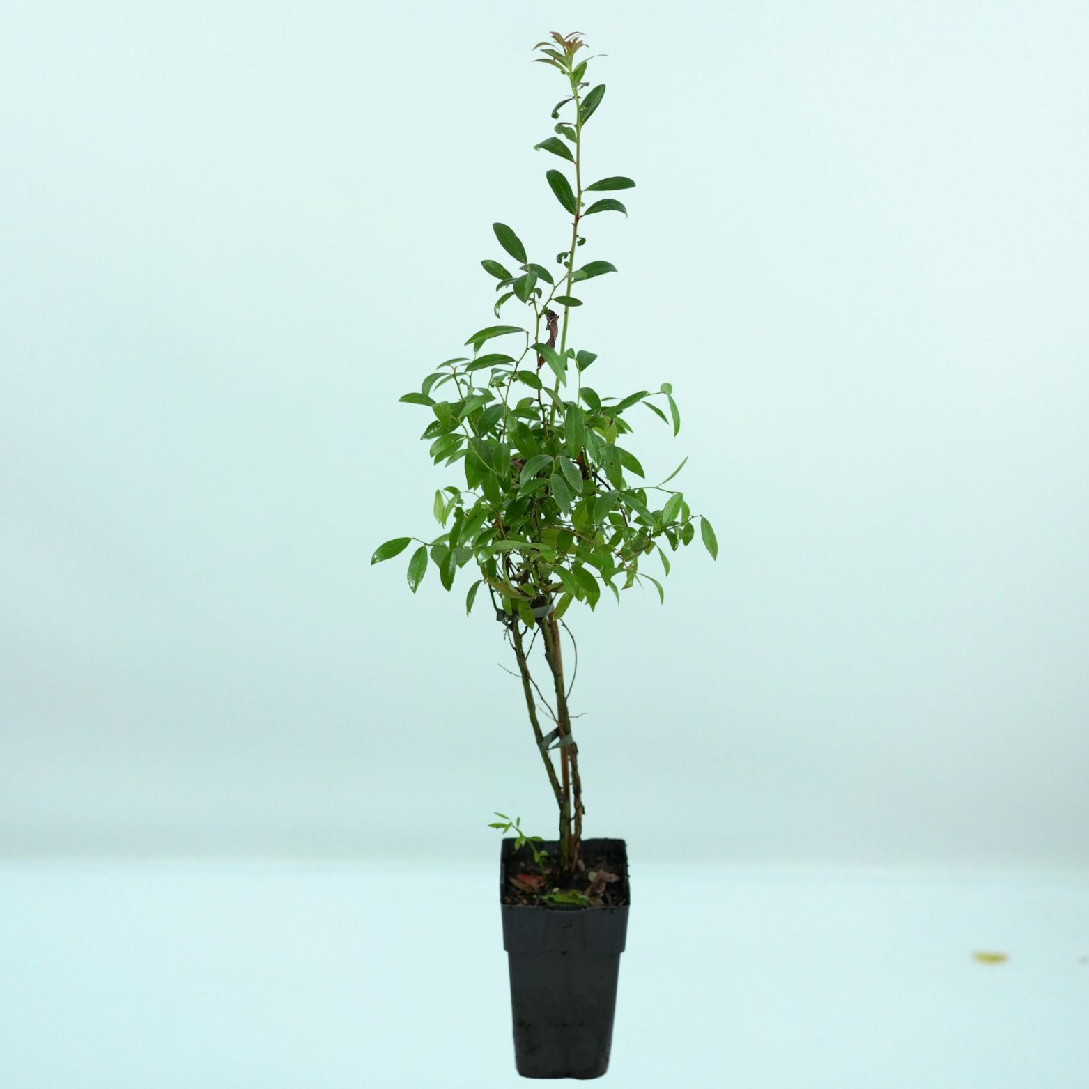VACCINIUM CORYMBOSUM 'PINK LEMONADE' Borówka amerykańska