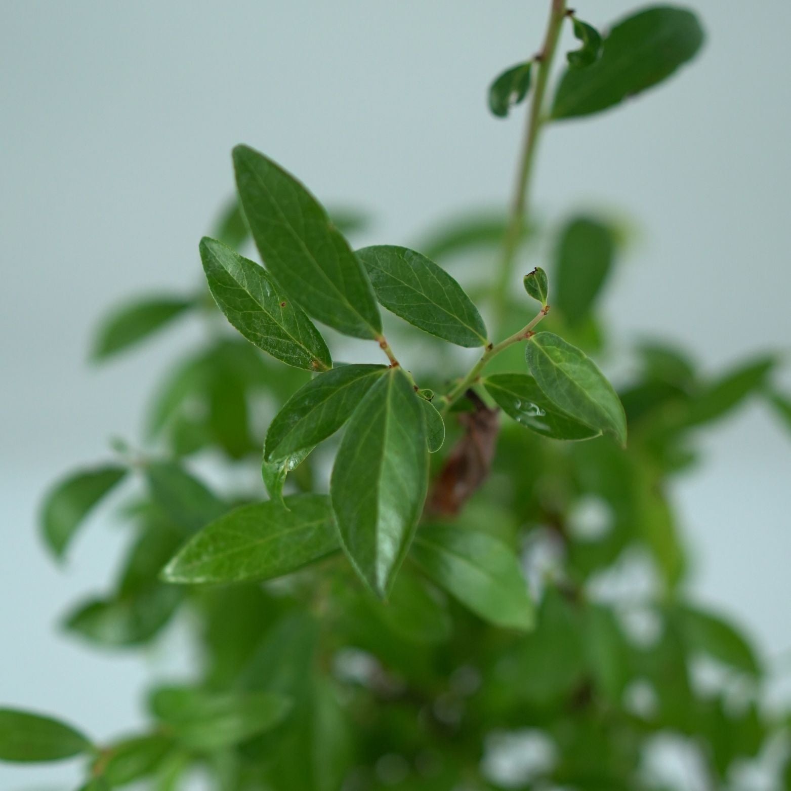 VACCINIUM CORYMBOSUM 'PINK LEMONADE' Borówka amerykańska