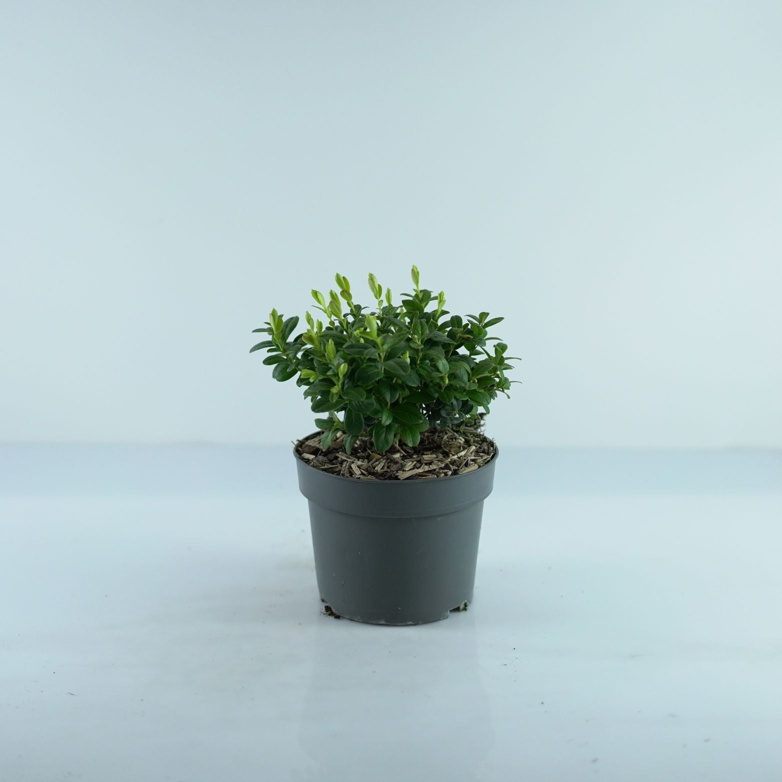VACCINIUM VITIS IDAEA 'FIREBALL' Borówka brusznica