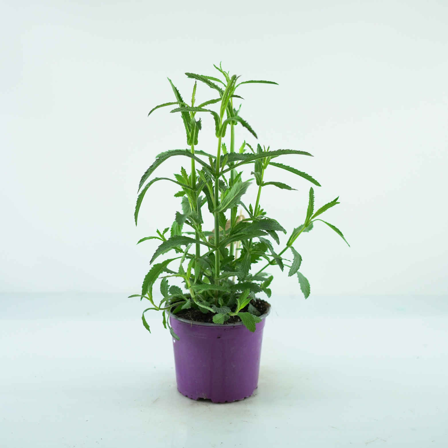 VERBENA BONARIENSIS 'BONNIE BLUE' Werbena