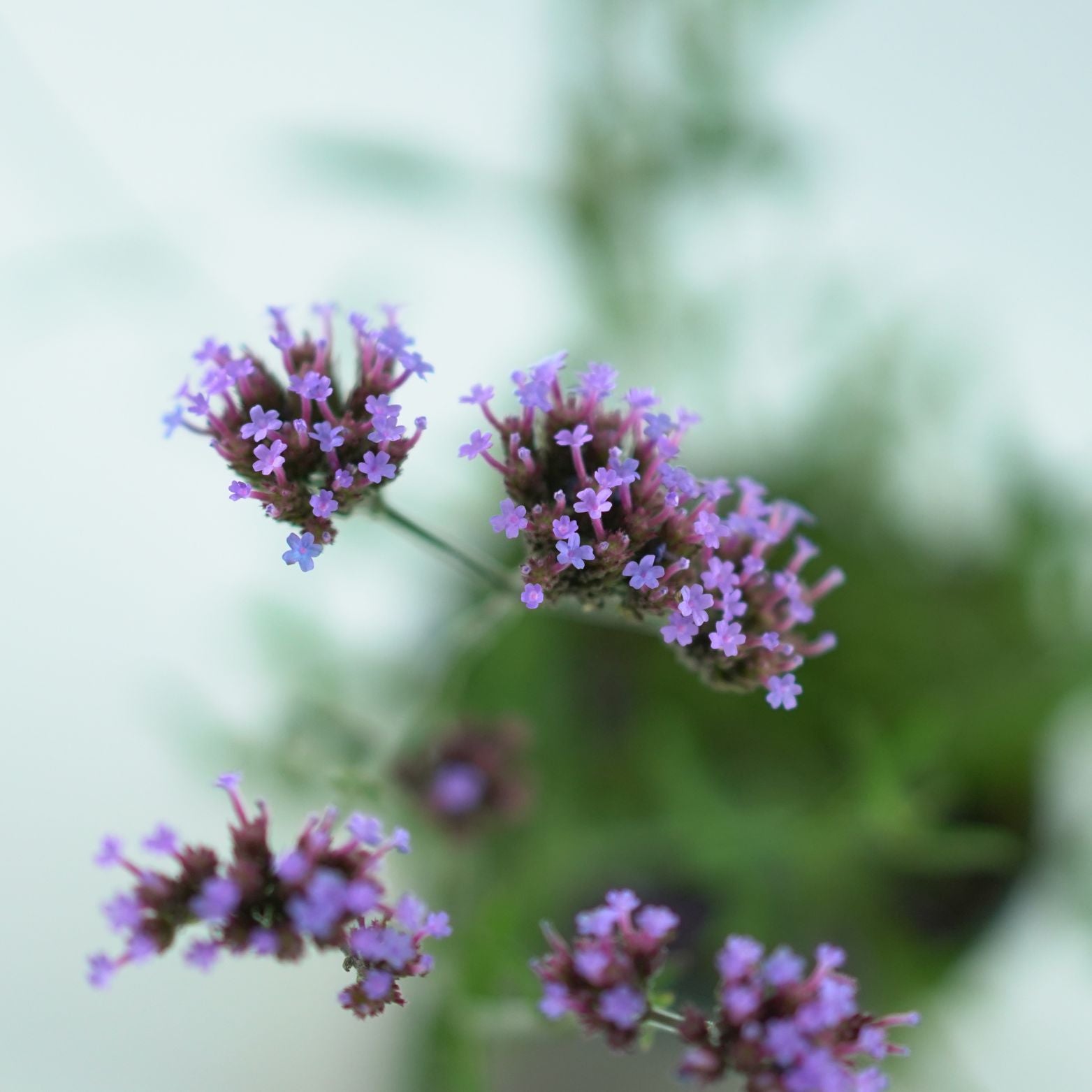 VERBENA BONARIENSIS 'Lollipop' Werbena