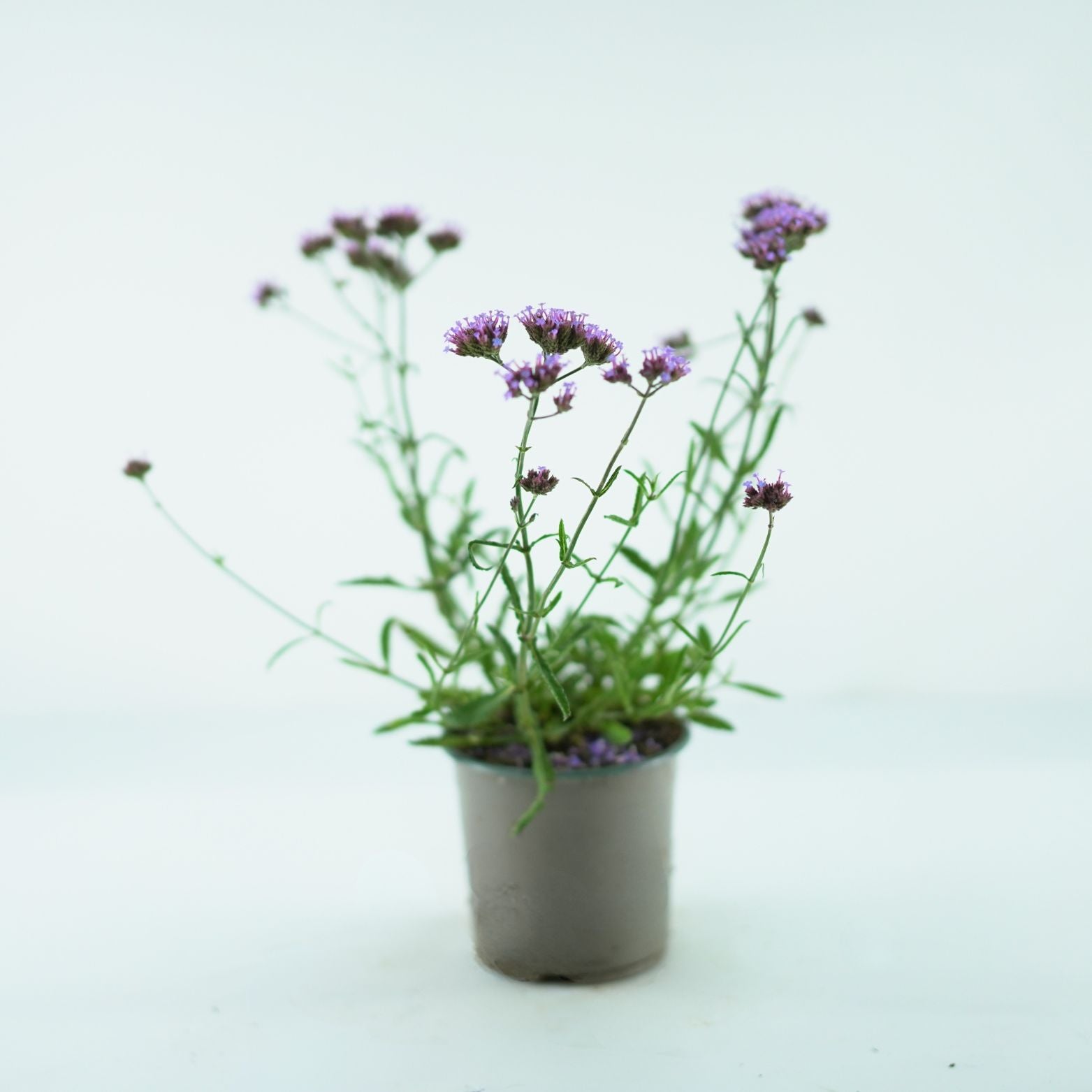VERBENA BONARIENSIS 'Lollipop' Werbena