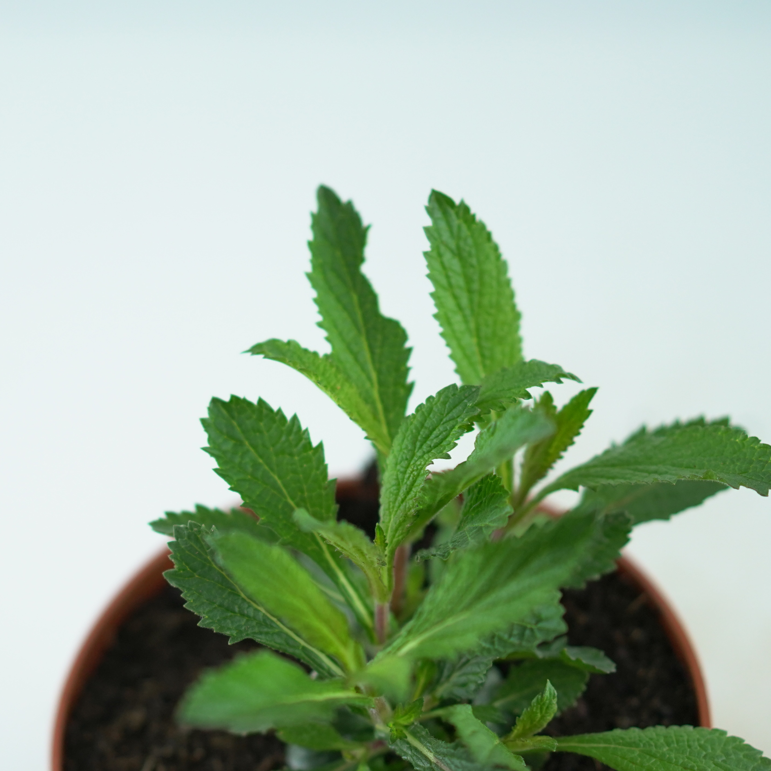 VERBENA BONARIENSIS 'Lollipop' Werbena