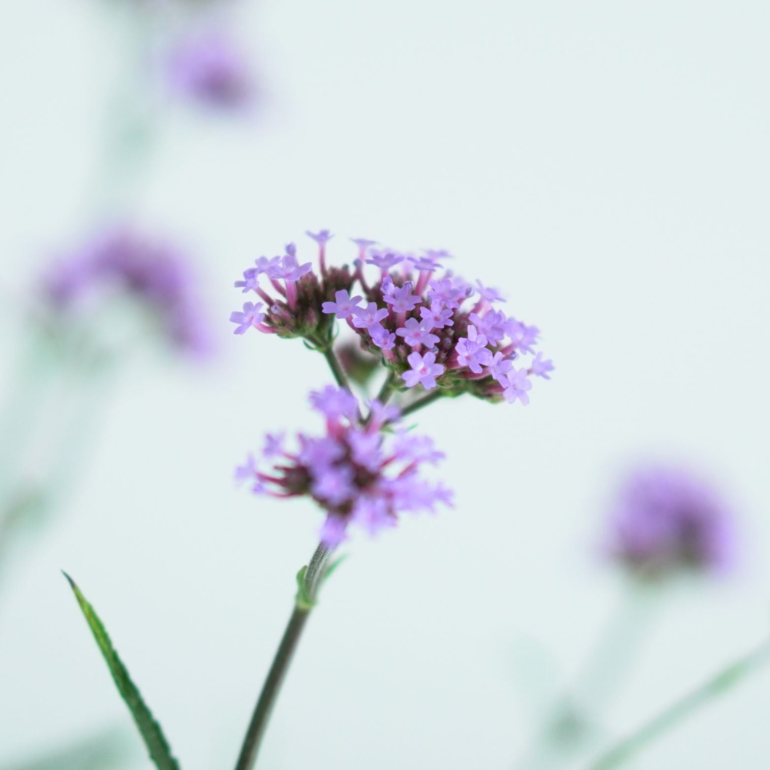 VERBENA BONARIENSIS Werbena