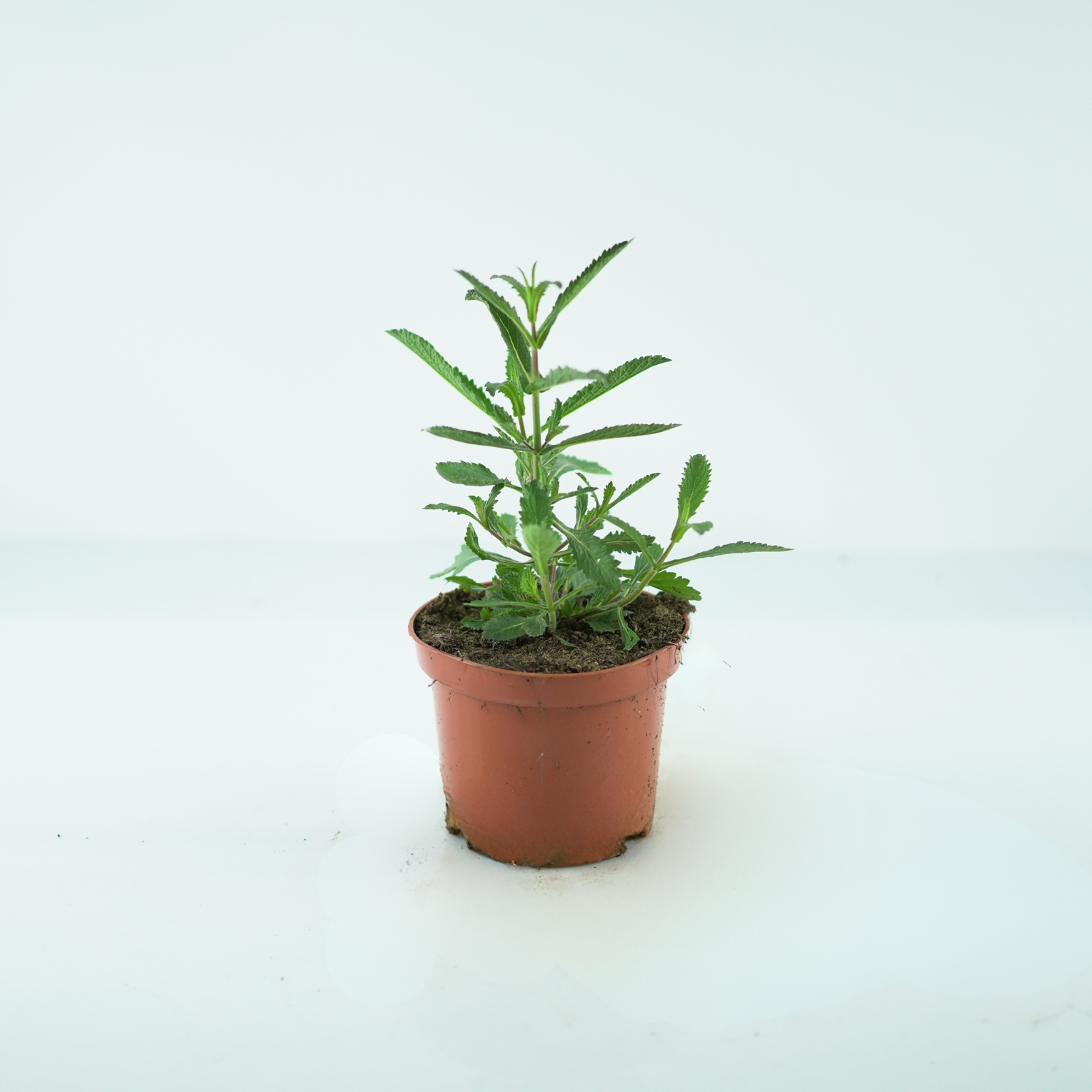 VERBENA BONARIENSIS Werbena