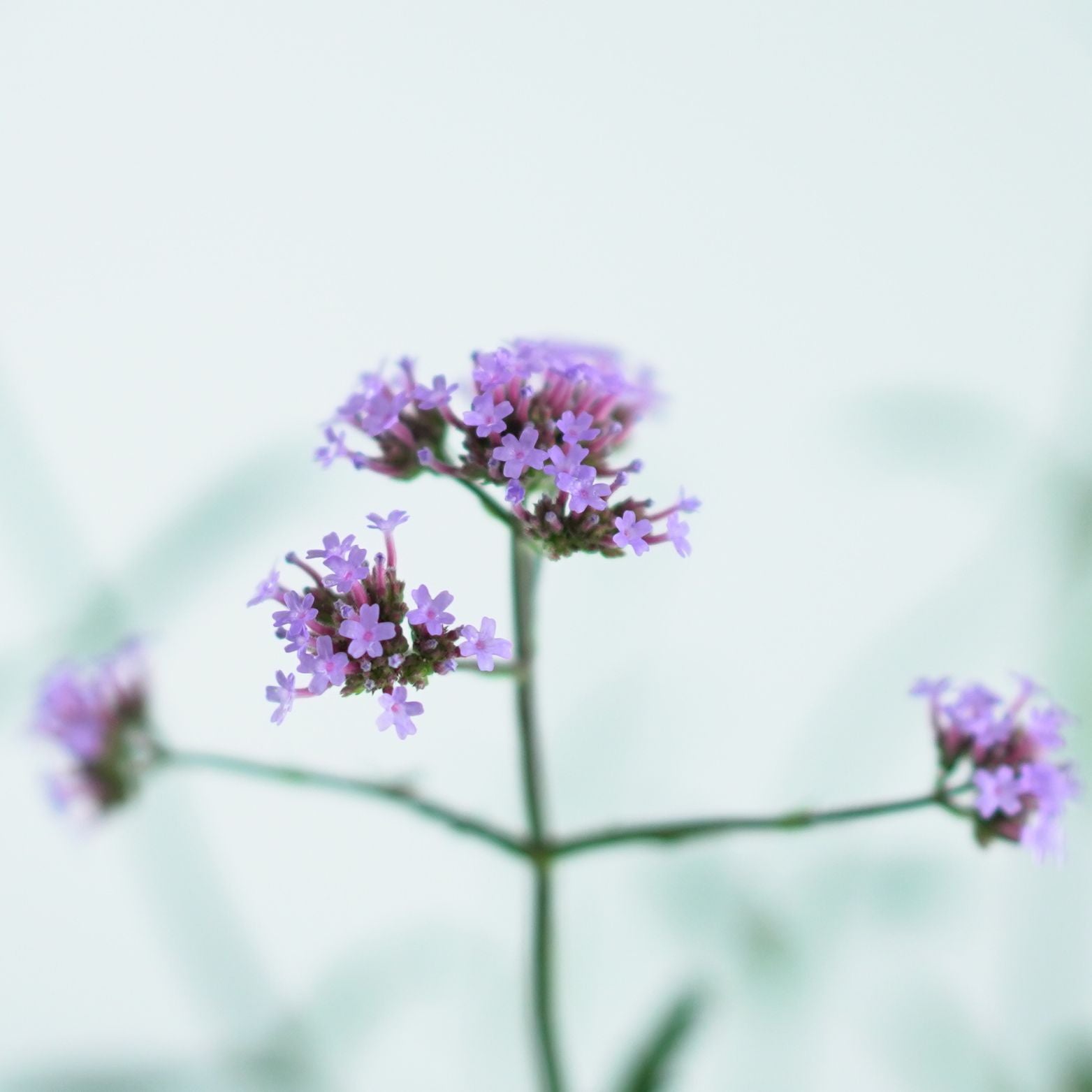 VERBENA BONARIENSIS Werbena
