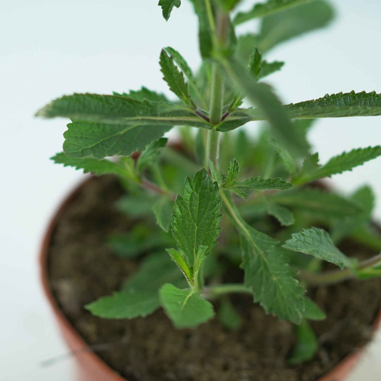 VERBENA BONARIENSIS Werbena