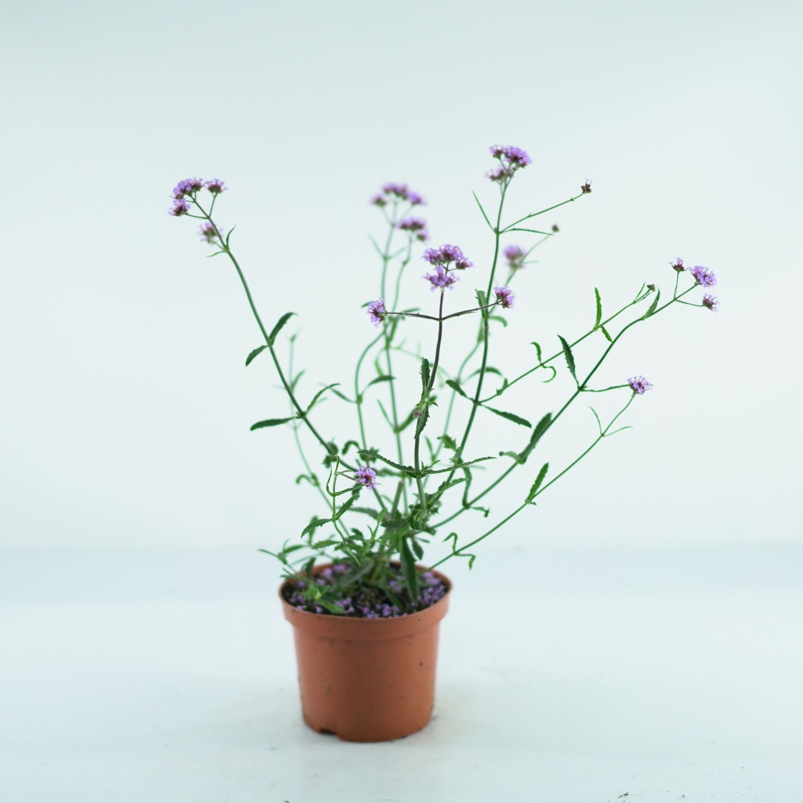 VERBENA BONARIENSIS Werbena