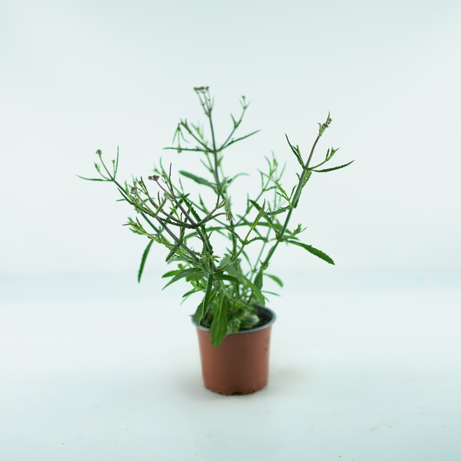 Verbena Bonariensis Werbena