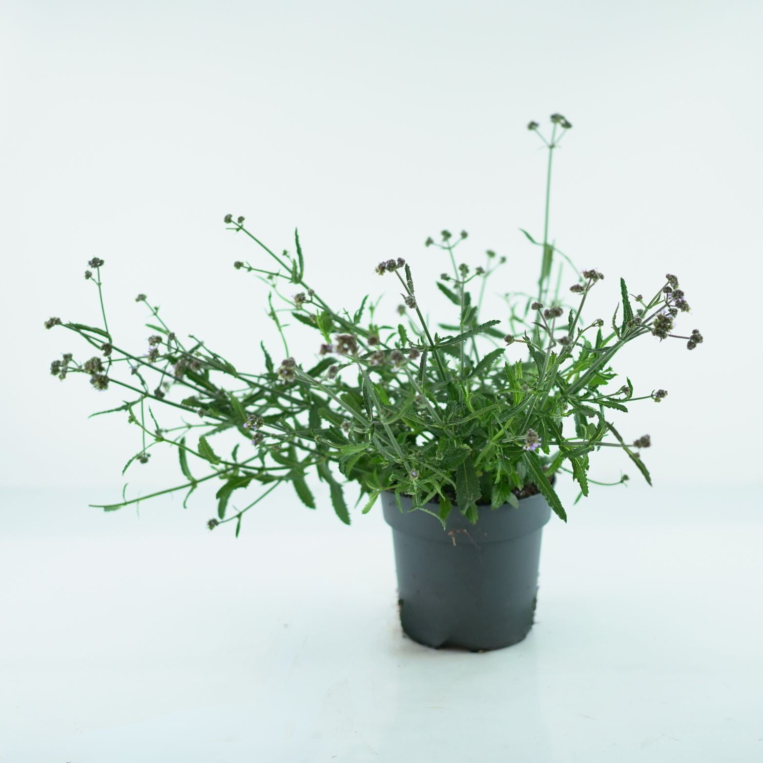 VERBENA BONARIENSIS Werbena