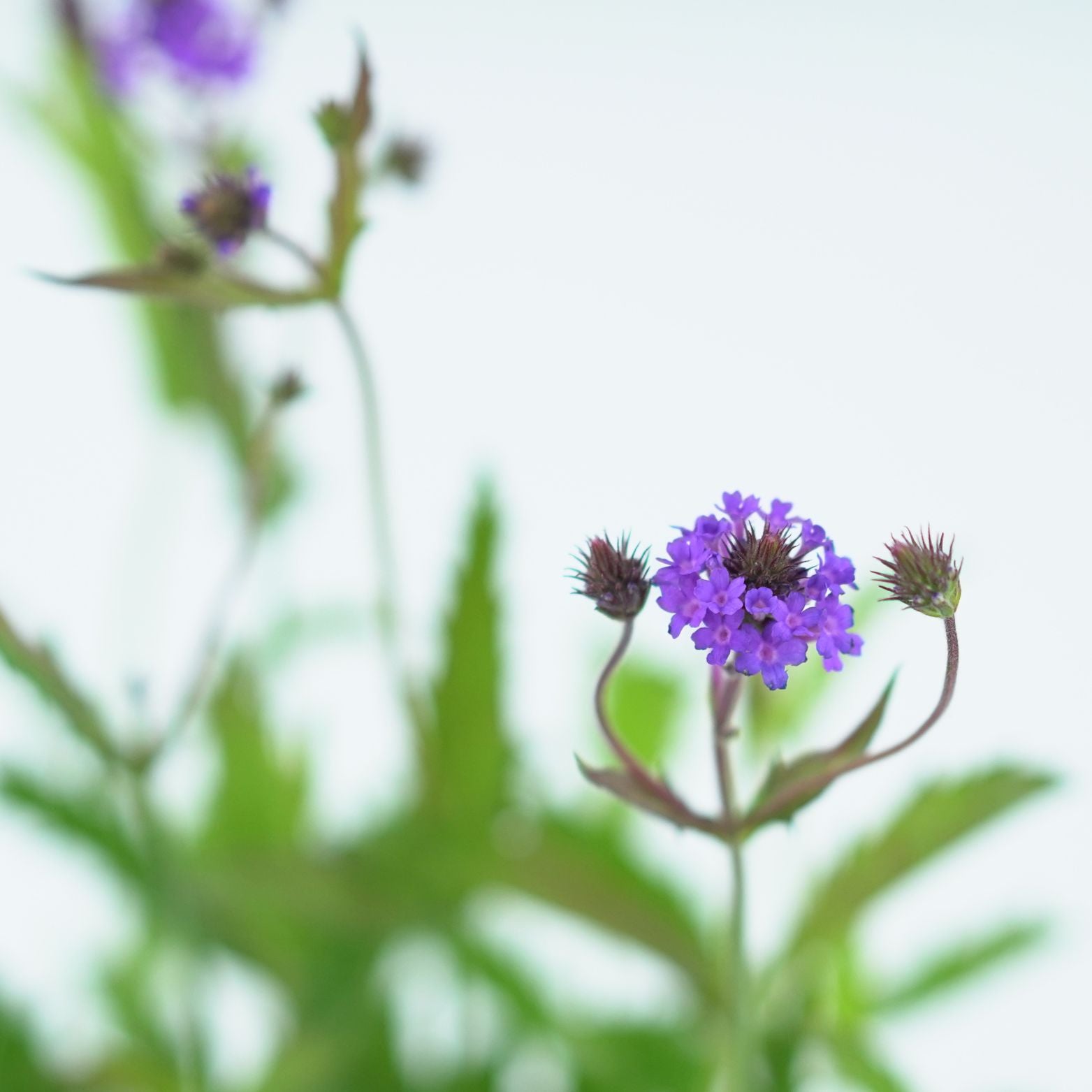 VERBENA RIGIDA 'VENOSA' Werbena