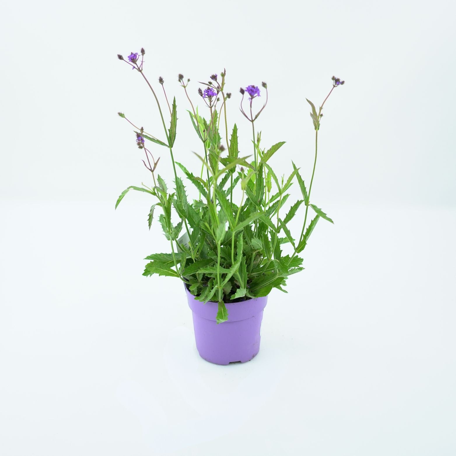 VERBENA RIGIDA 'VENOSA' Werbena