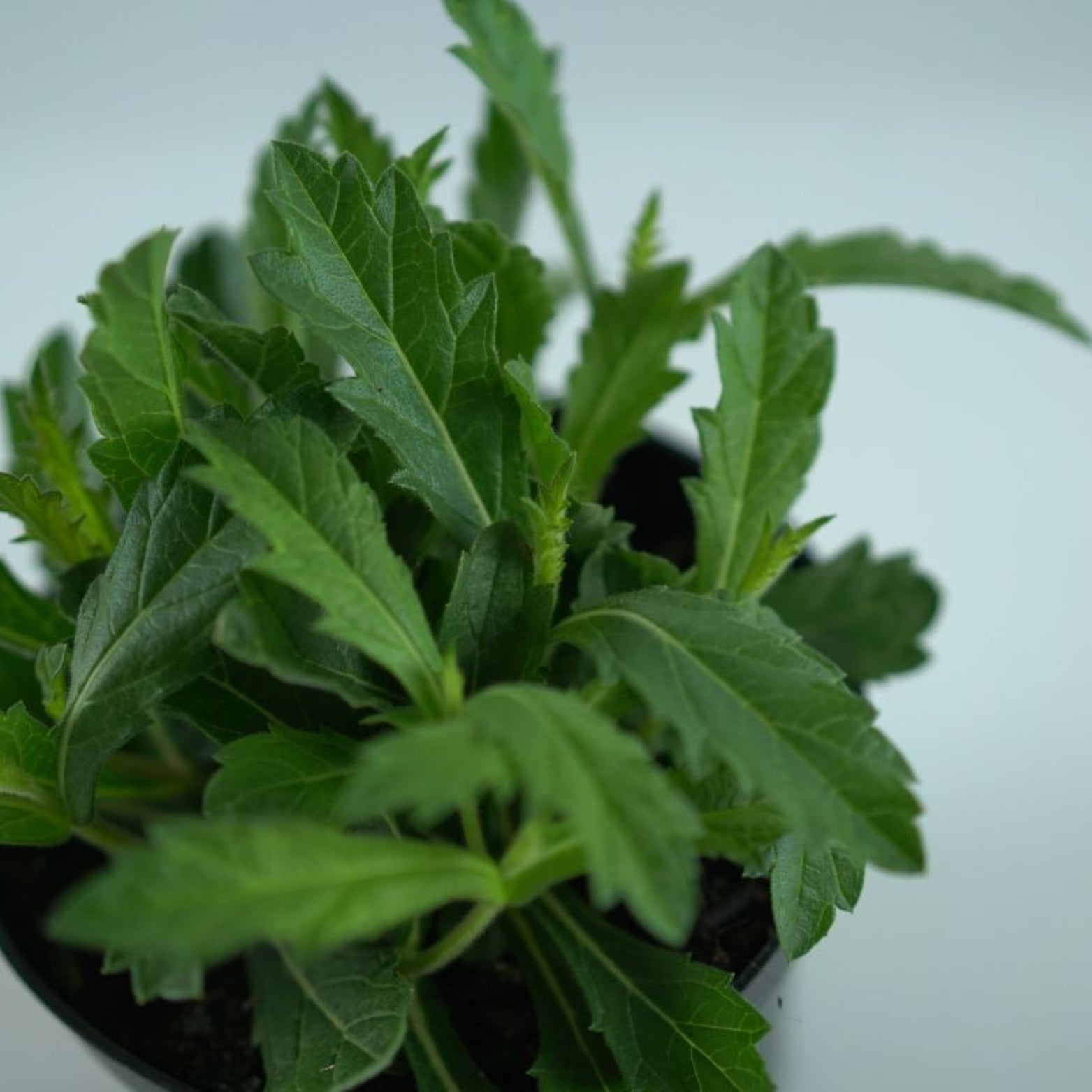 VERBENA RIGIDA Werbena żyłkowana