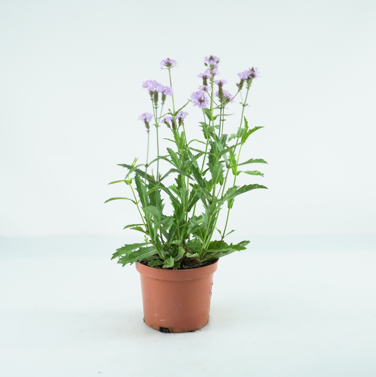 VERBENA RIGIDA Werbena żyłkowana