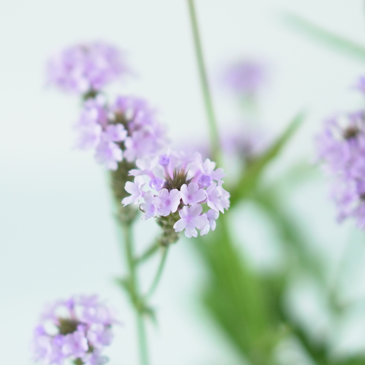 VERBENA RIGIDA Werbena żyłkowana