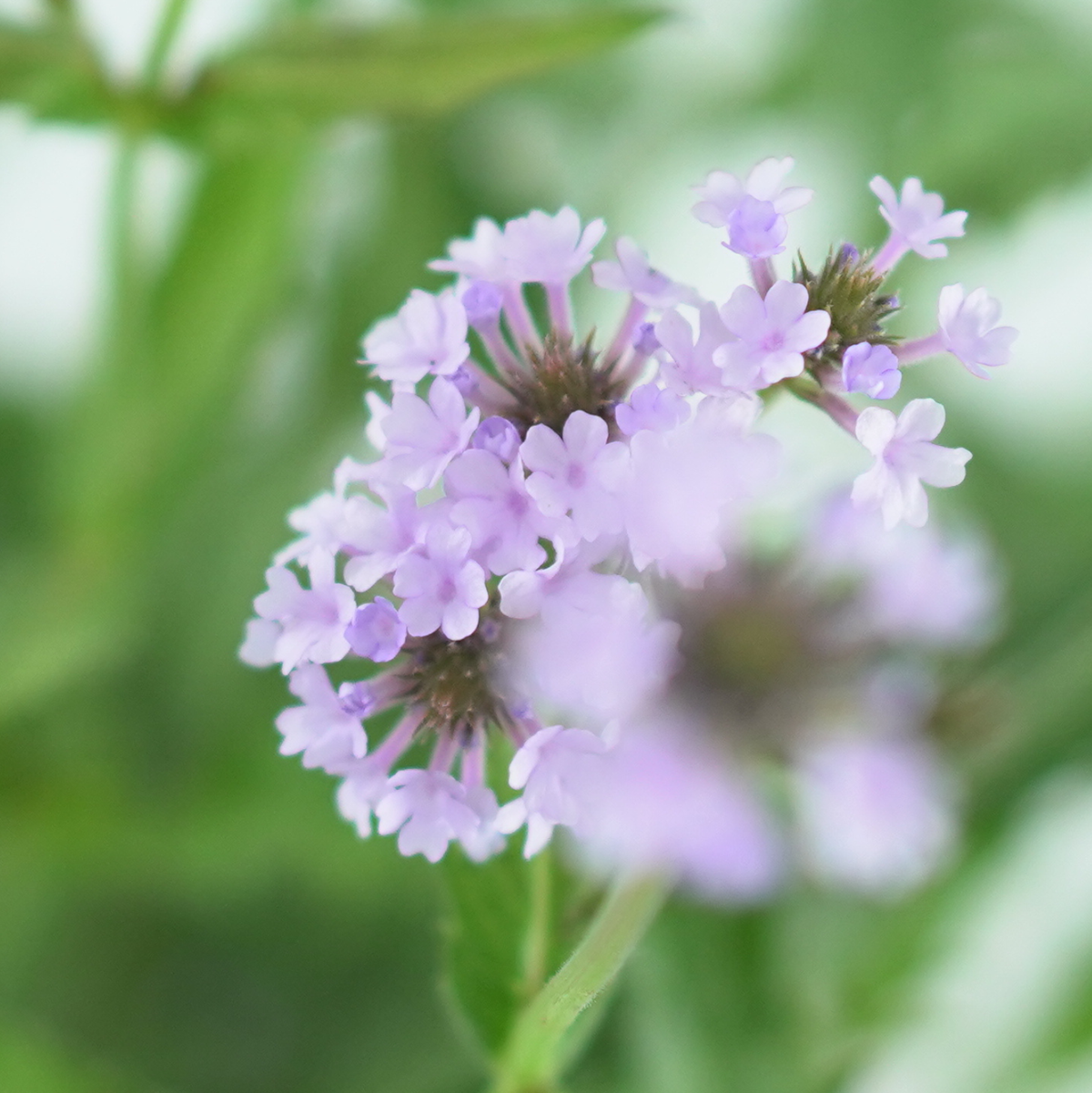 VERBENA RIGIDA Werbena żyłkowana