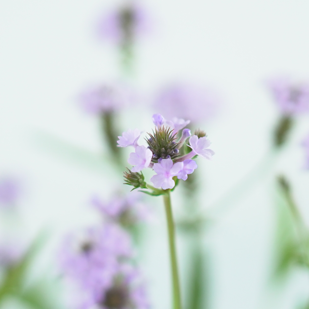 VERBENA RIGIDA Werbena żyłkowana