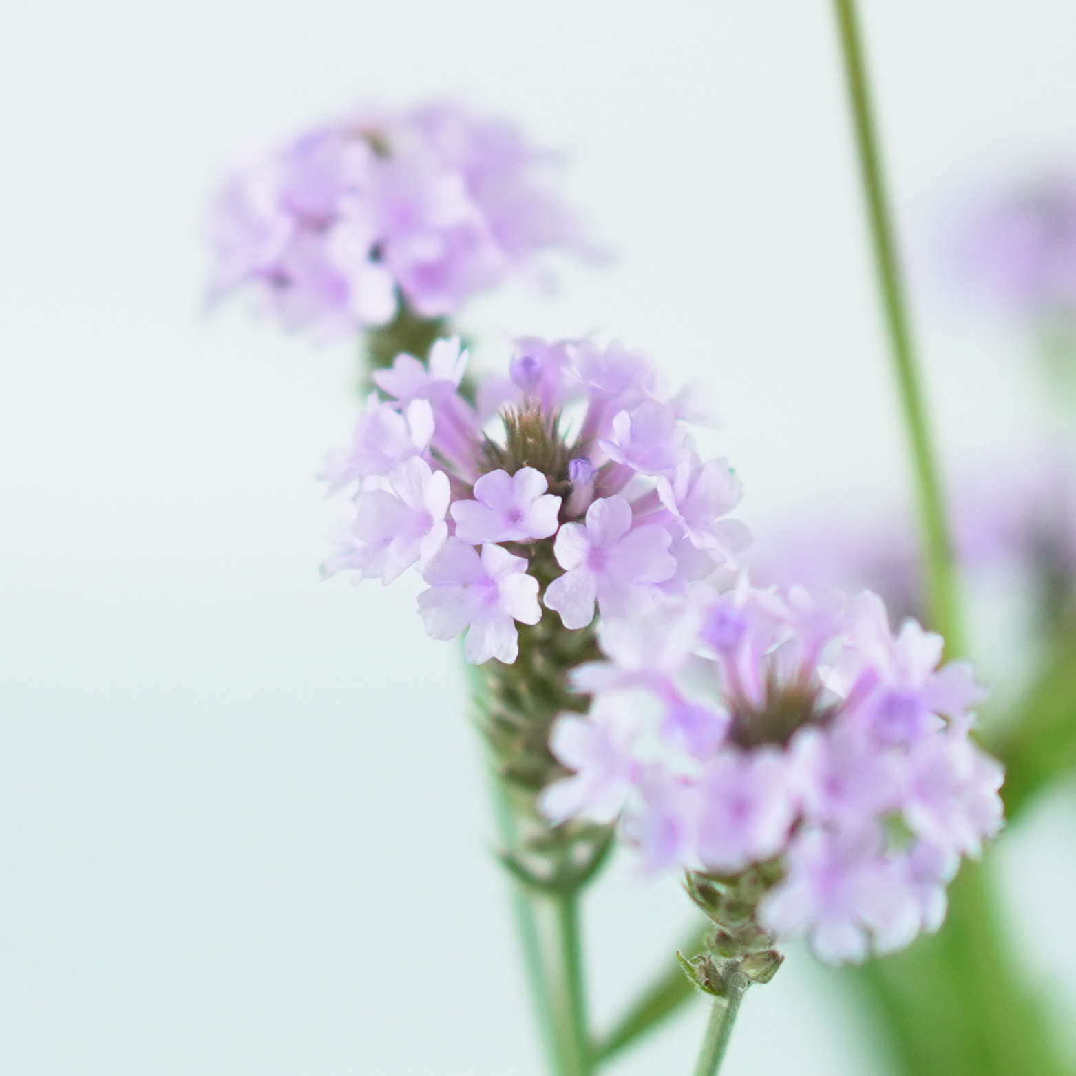 VERBENA RIGIDA Werbena żyłkowana