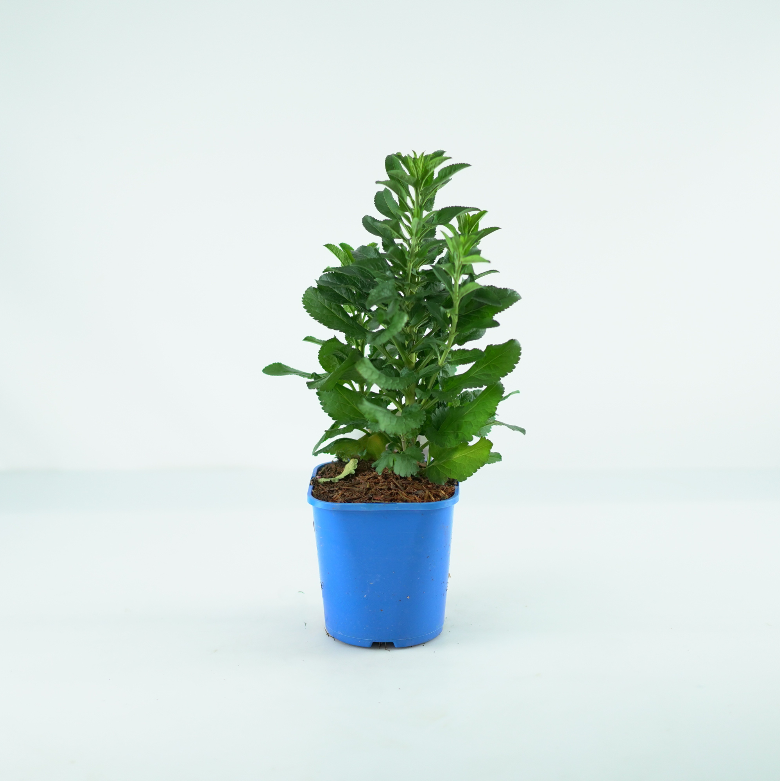 VERONICA SPICATA 'LANCITA BLUE' Przetacznik kłosowy