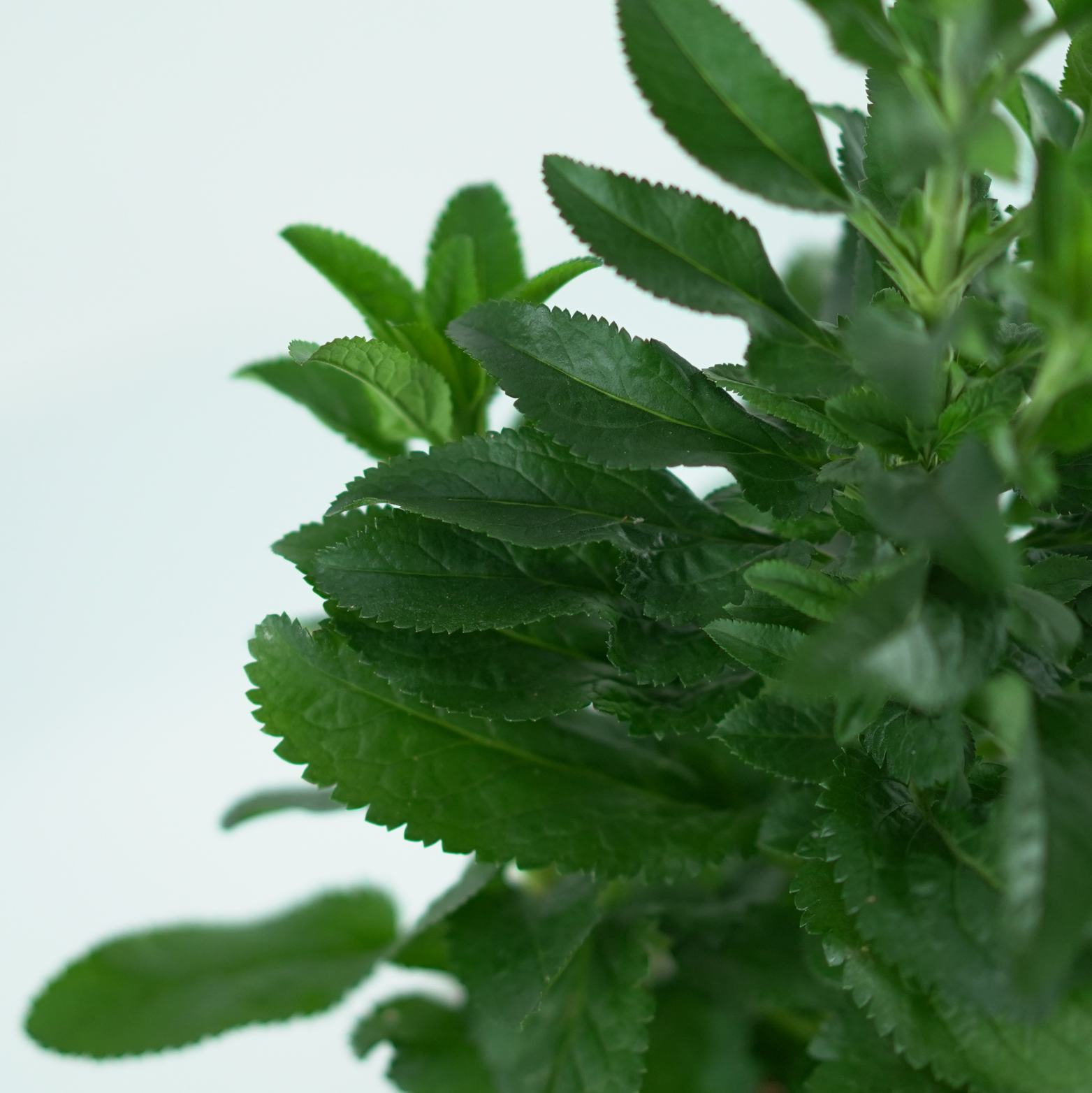 VERONICA SPICATA 'LANCITA BLUE' Przetacznik kłosowy