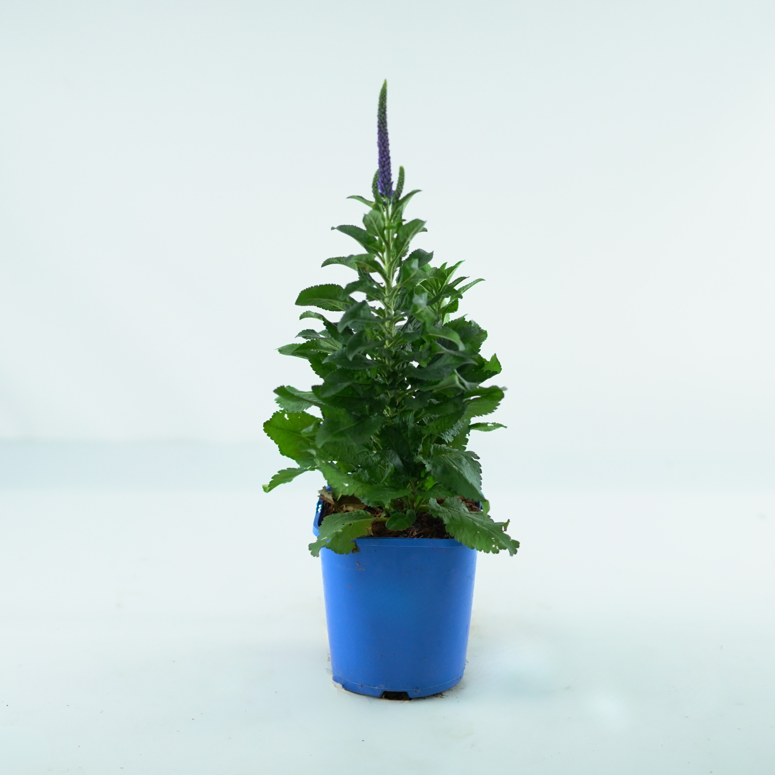 VERONICA SPICATA 'LANCITA BLUE' Przetacznik kłosowy