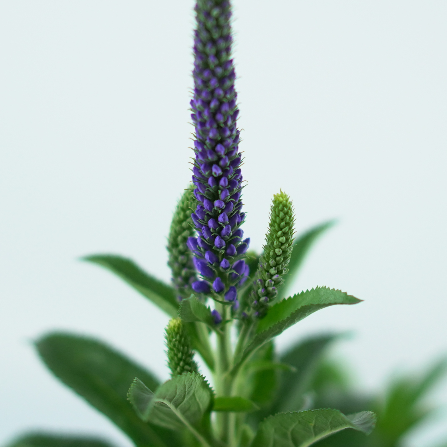 VERONICA SPICATA 'LANCITA BLUE' Przetacznik kłosowy