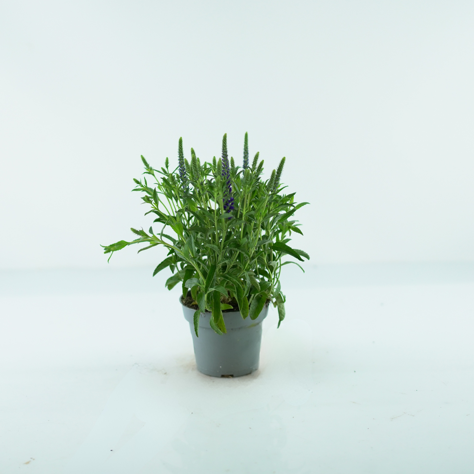 VERONICA SPICATA Przetacznik kłosowy