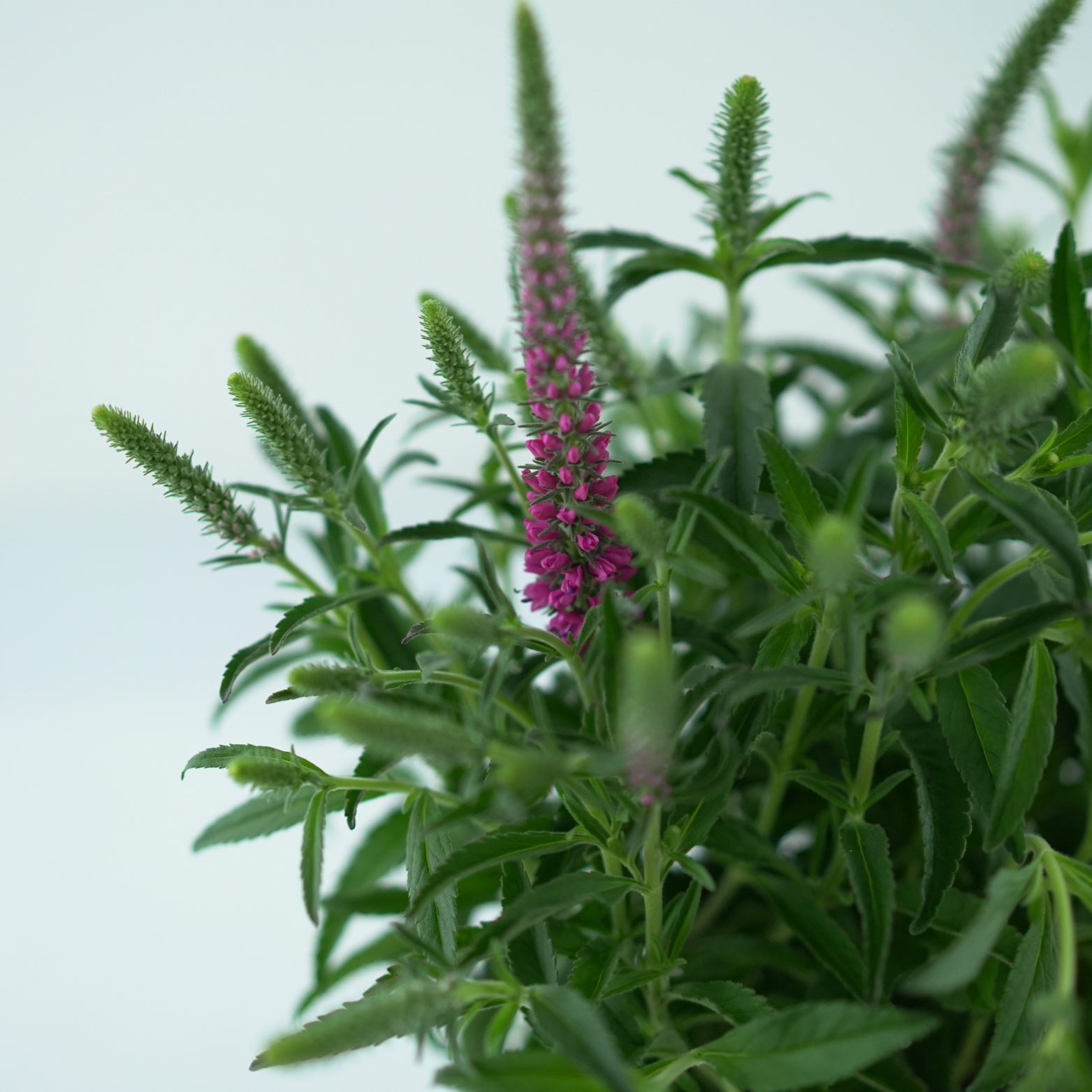 VERONICA SPICATA Przetacznik kłosowy