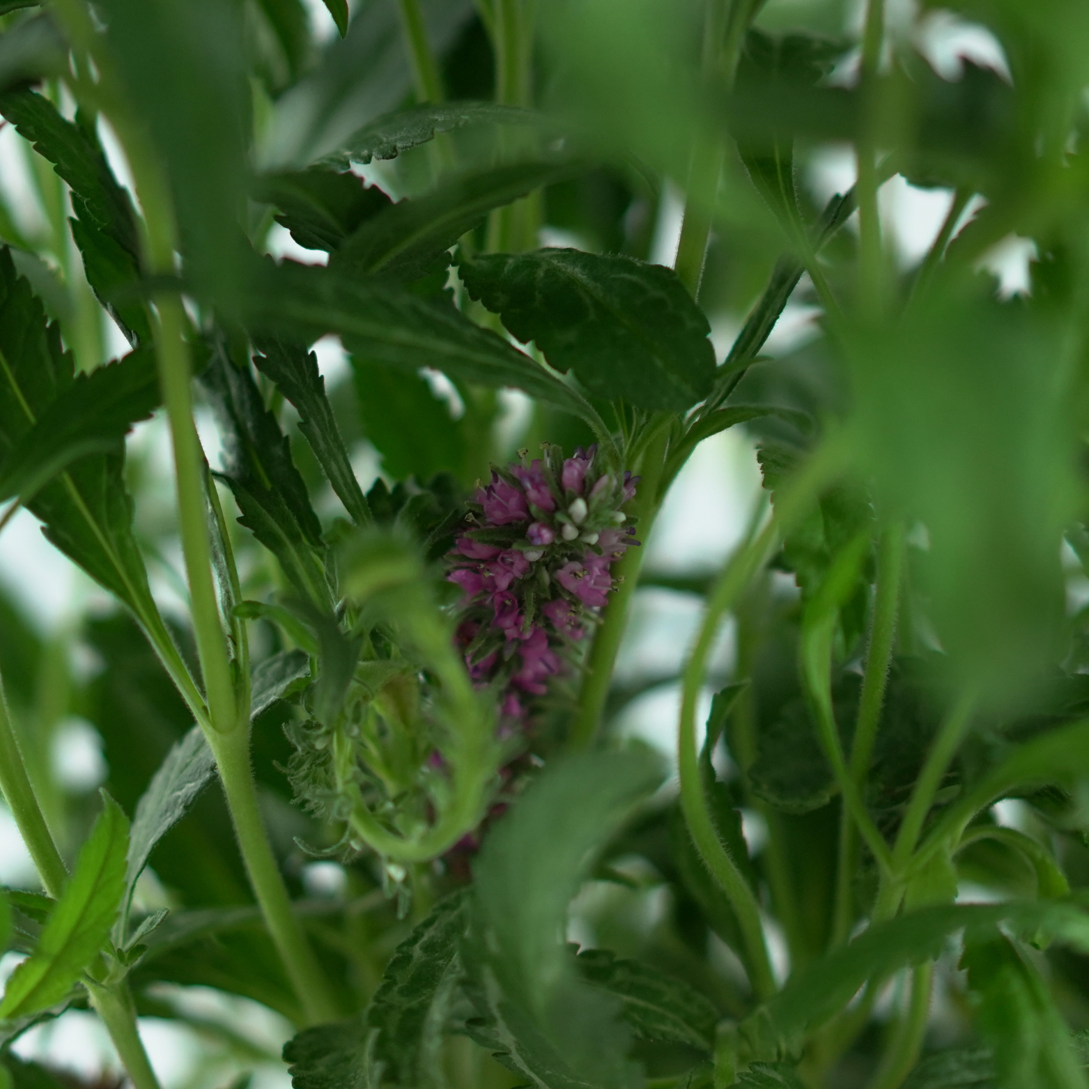 VERONICA SPICATA Przetacznik kłosowy