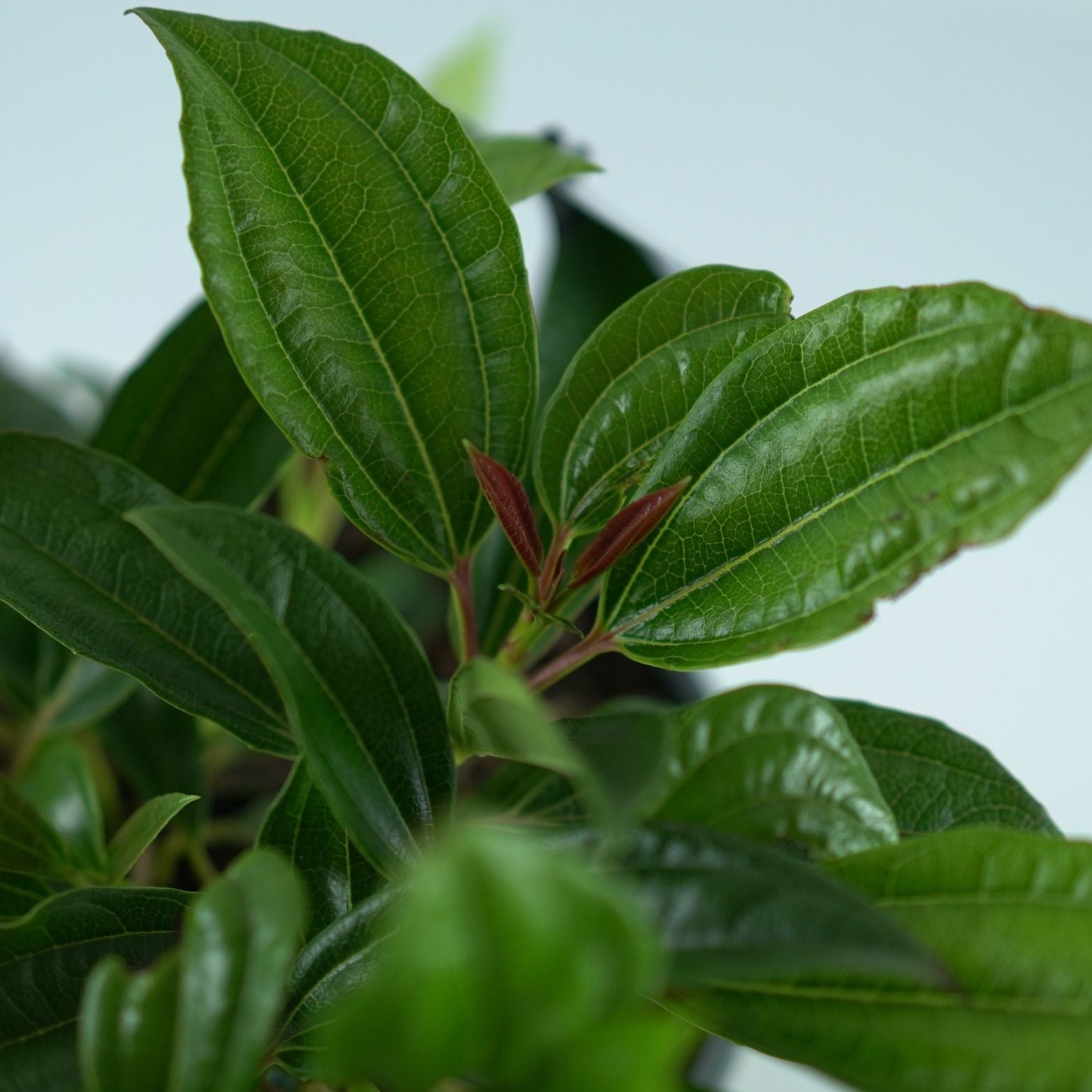 VIBURNUM DAVIDII 