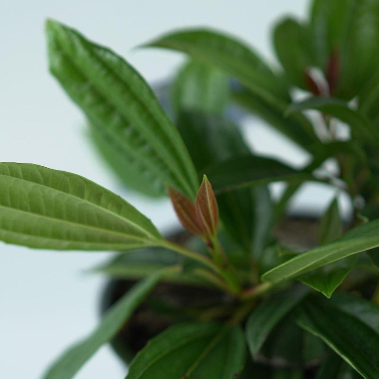 VIBURNUM DAVIDII 
