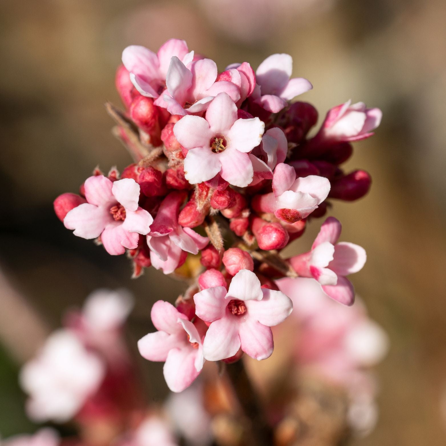 VIBURNUM FARRERI December Dwarf Kalinawonna 