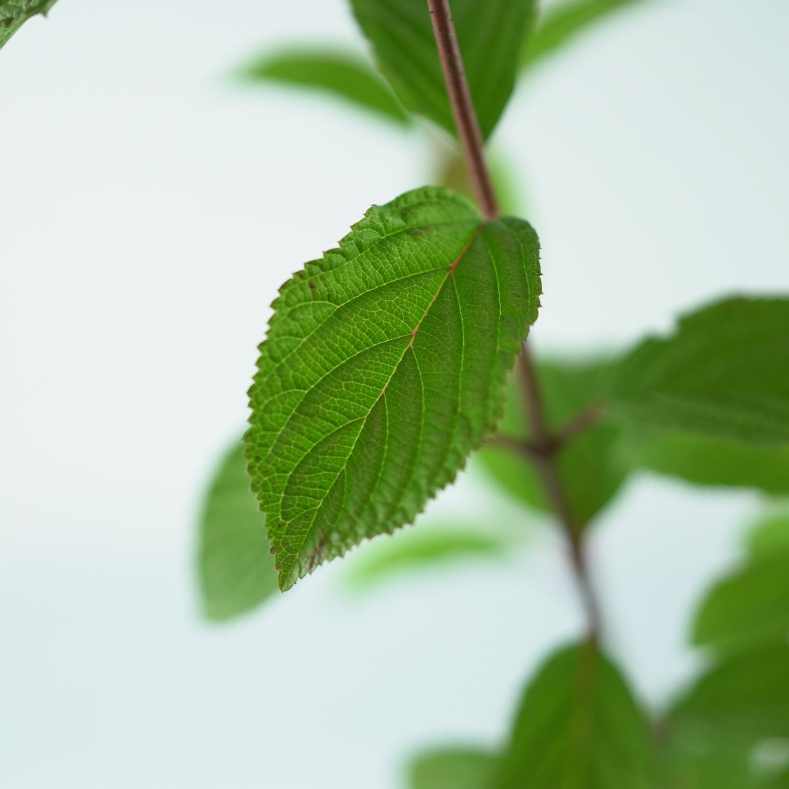 VIBURNUM FARRERI December Dwarf Kalinawonna 