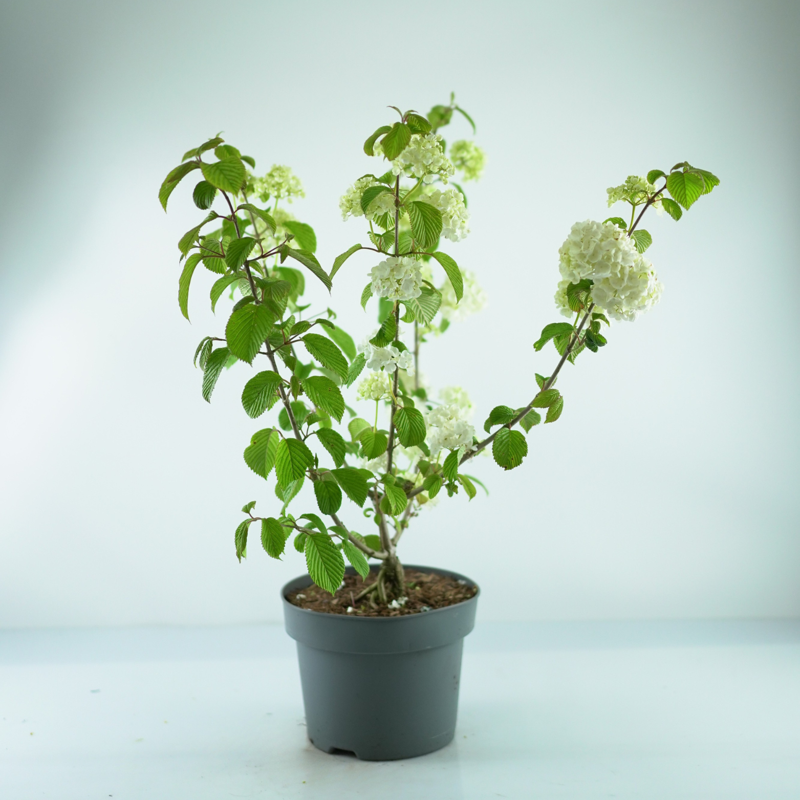 VIBURNUM PLICATUM 'POPCORN' Kalina japońska