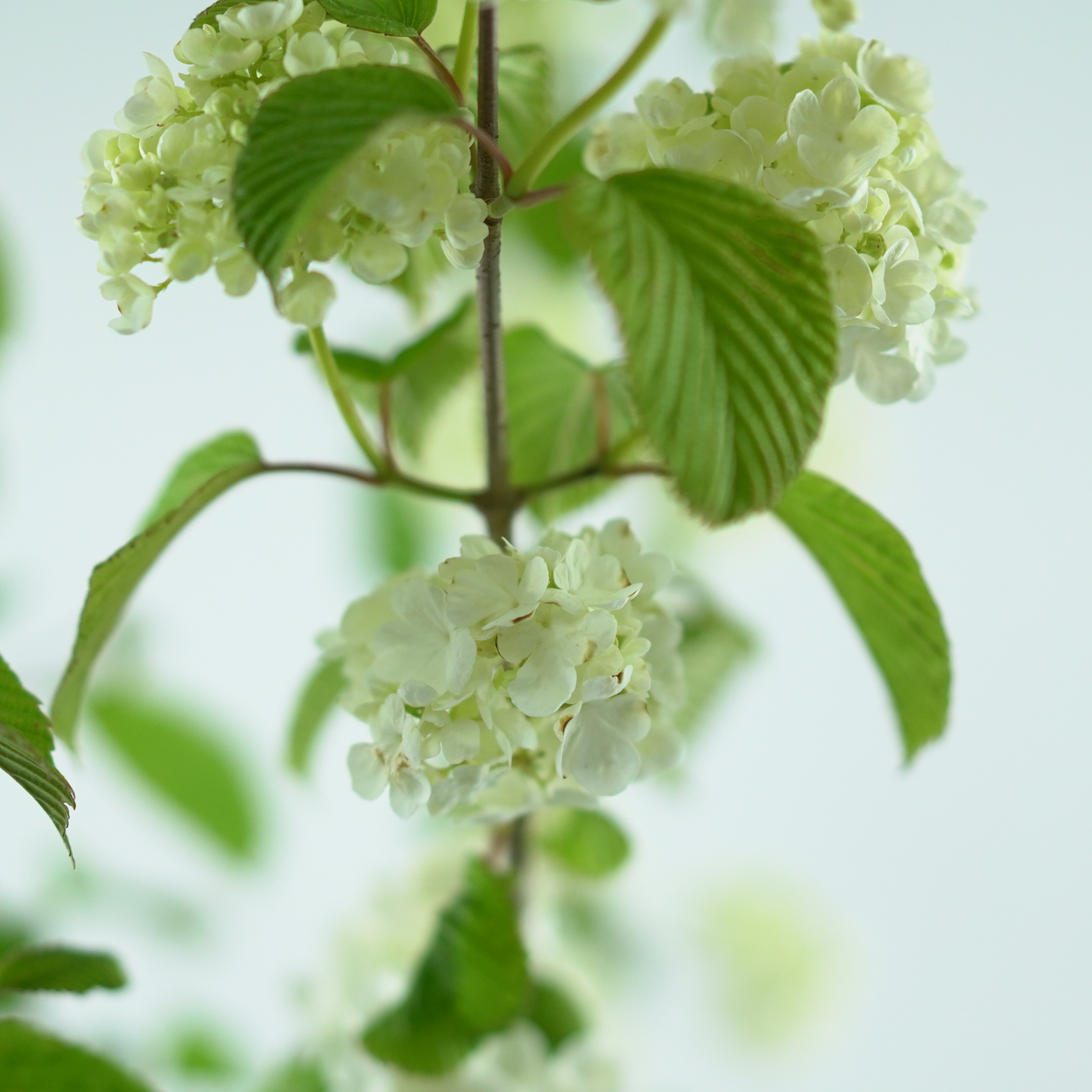 VIBURNUM PLICATUM 'POPCORN' Kalina japońska
